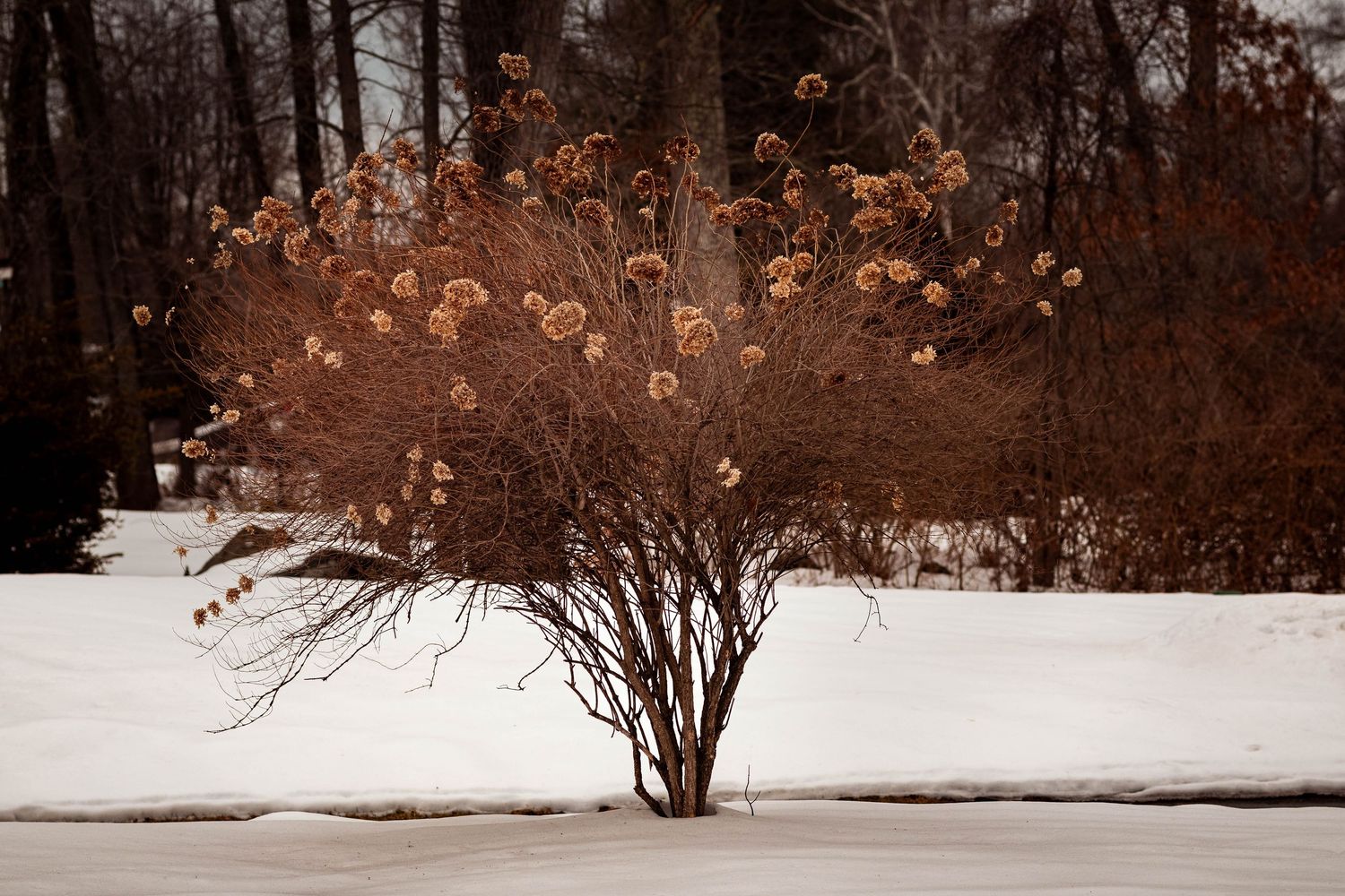 A lone winter shrub with dried flower clusters stands in a snowy landscape surrounded by bare trees.