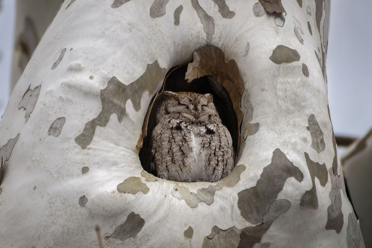 A small screech owl perches inside a hollow tree cavity with mottled gray bark.