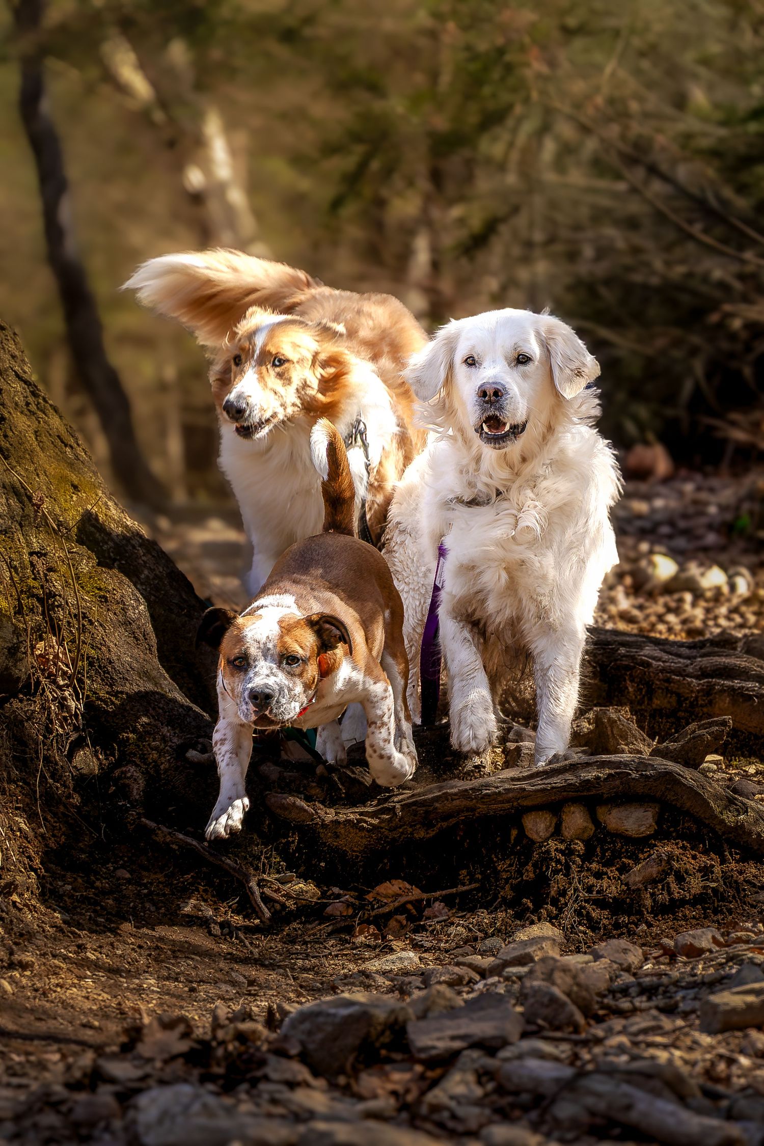 Three dogs running together on a forest trail, on a hike, including a Golden Retriever, Australian Shepherd, and Beagle mix.