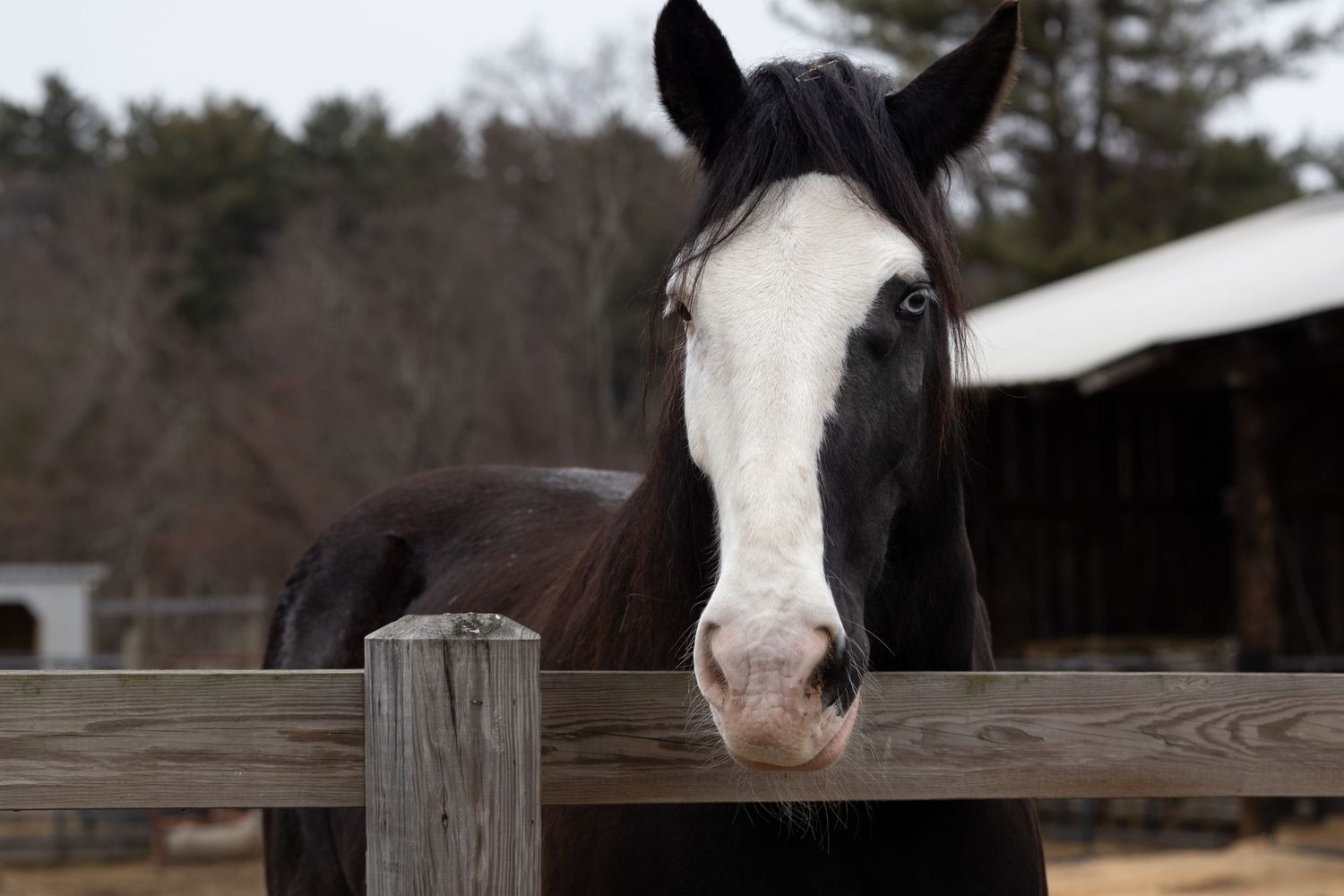 Black and white horse looking over a wooden fence at a farm with trees in the background.