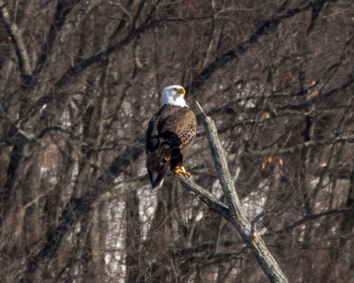 Bald eagle perched on a bare tree branch with brown winter forest trees in the background.