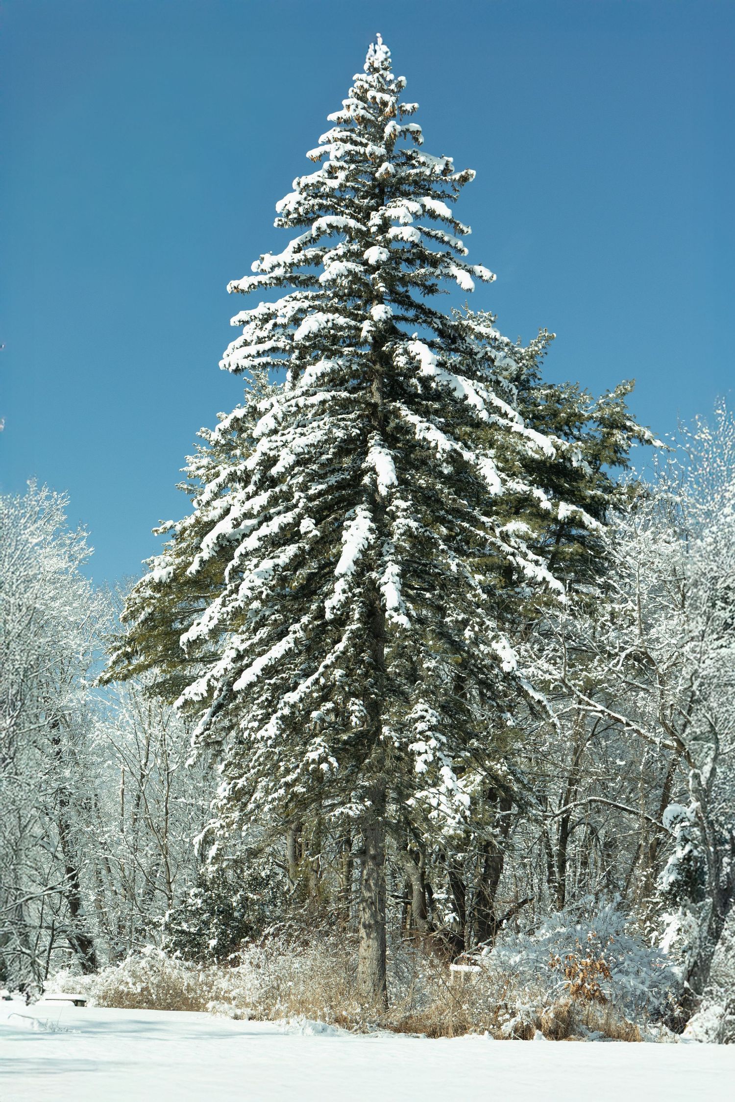 Snow-covered evergreen tree stands tall against a clear blue winter sky surrounded by frost-covered trees.