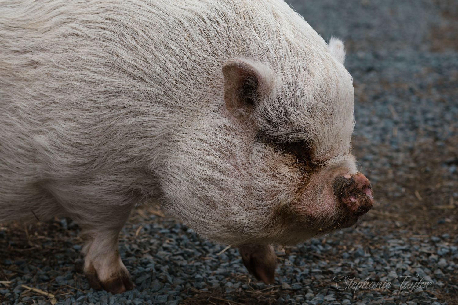 A plump white pot-bellied pig with a pink snout walks on gravel ground in an outdoor setting.
