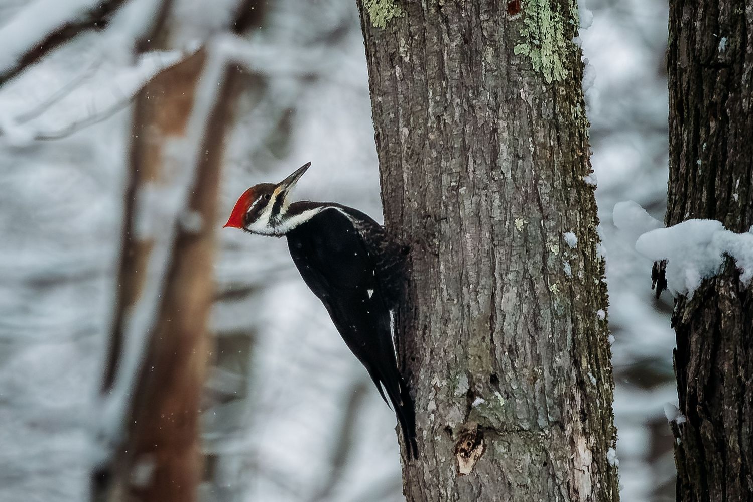 Pileated woodpecker clinging to a snow-dusted tree trunk in a winter forest, showcasing its bold red crest and black plumage.