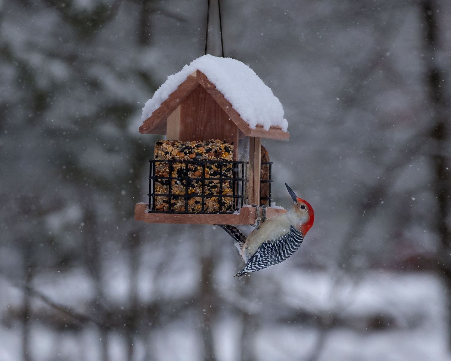 A red-bellied woodpecker feeds from a snow-dusted wooden bird feeder hanging outdoors during a winter snowfall.
