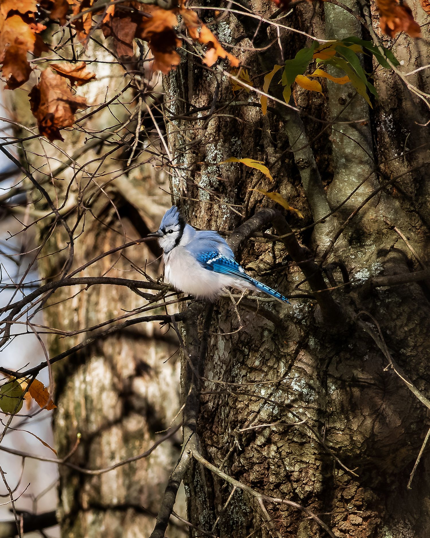 A blue jay perched on a tree branch surrounded by autumn leaves and bare branches in a natural woodland setting.