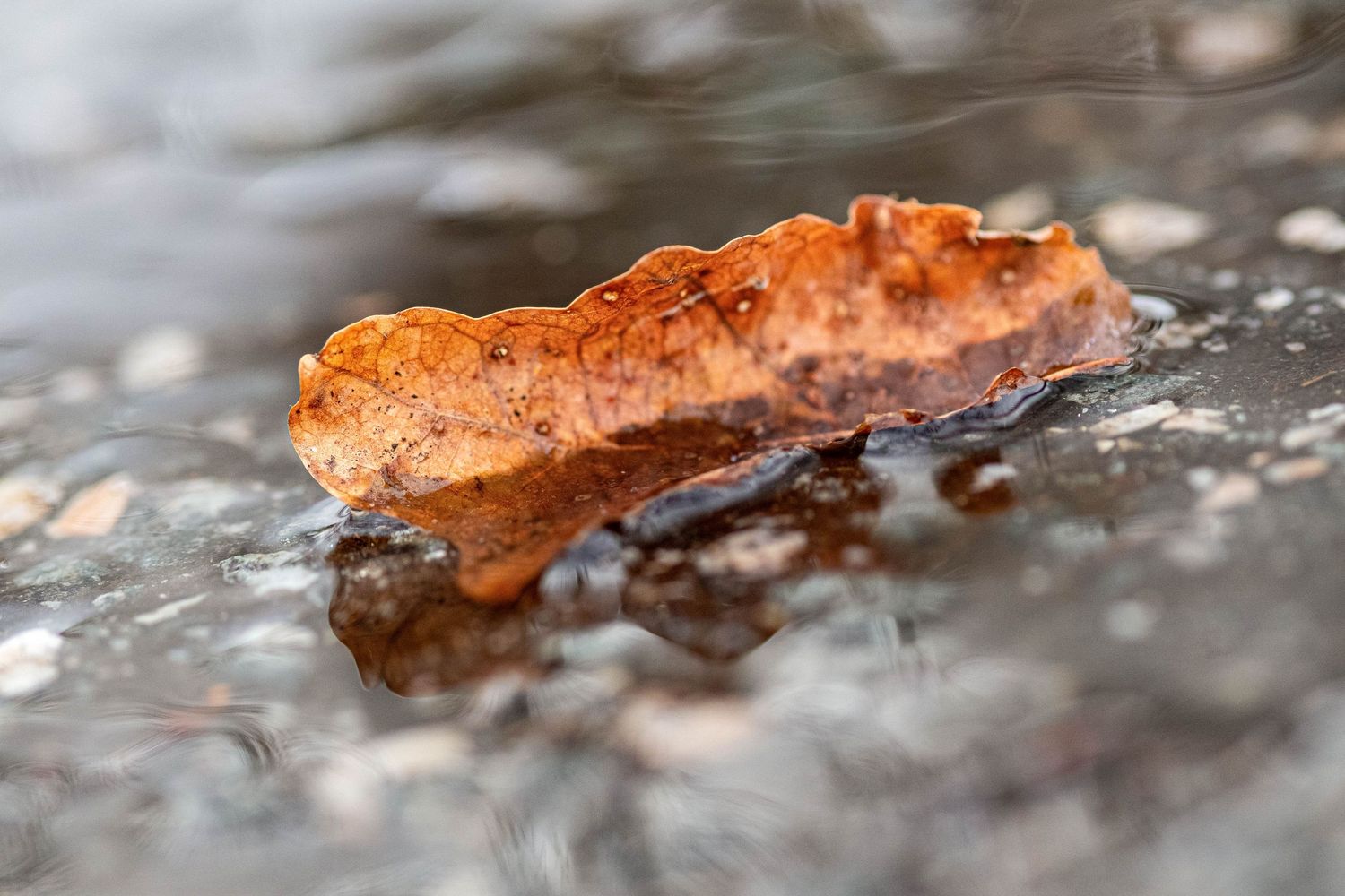 A wet autumn leaf resting on a reflective stone surface, showcasing rich brown tones and intricate textures.