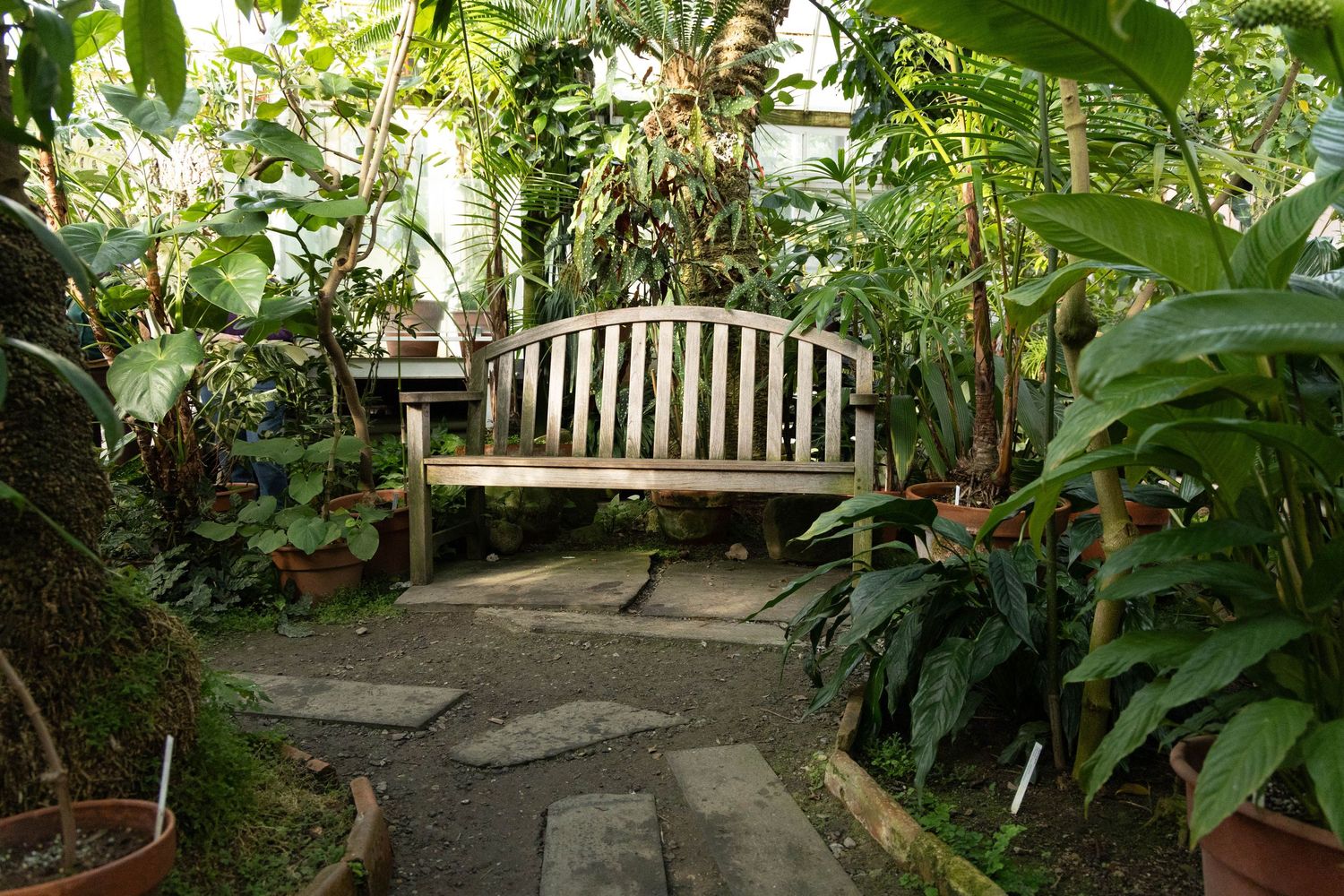 Wooden bench surrounded by lush tropical plants and stone pathway in a serene greenhouse garden setting.