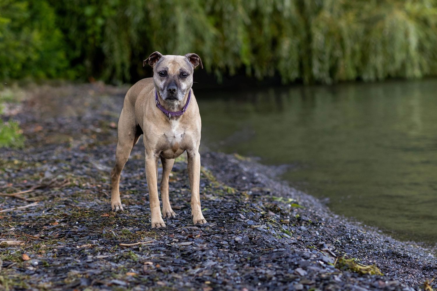 A tan Boxer dog stands on a rocky riverbank surrounded by lush green trees and calm water.
