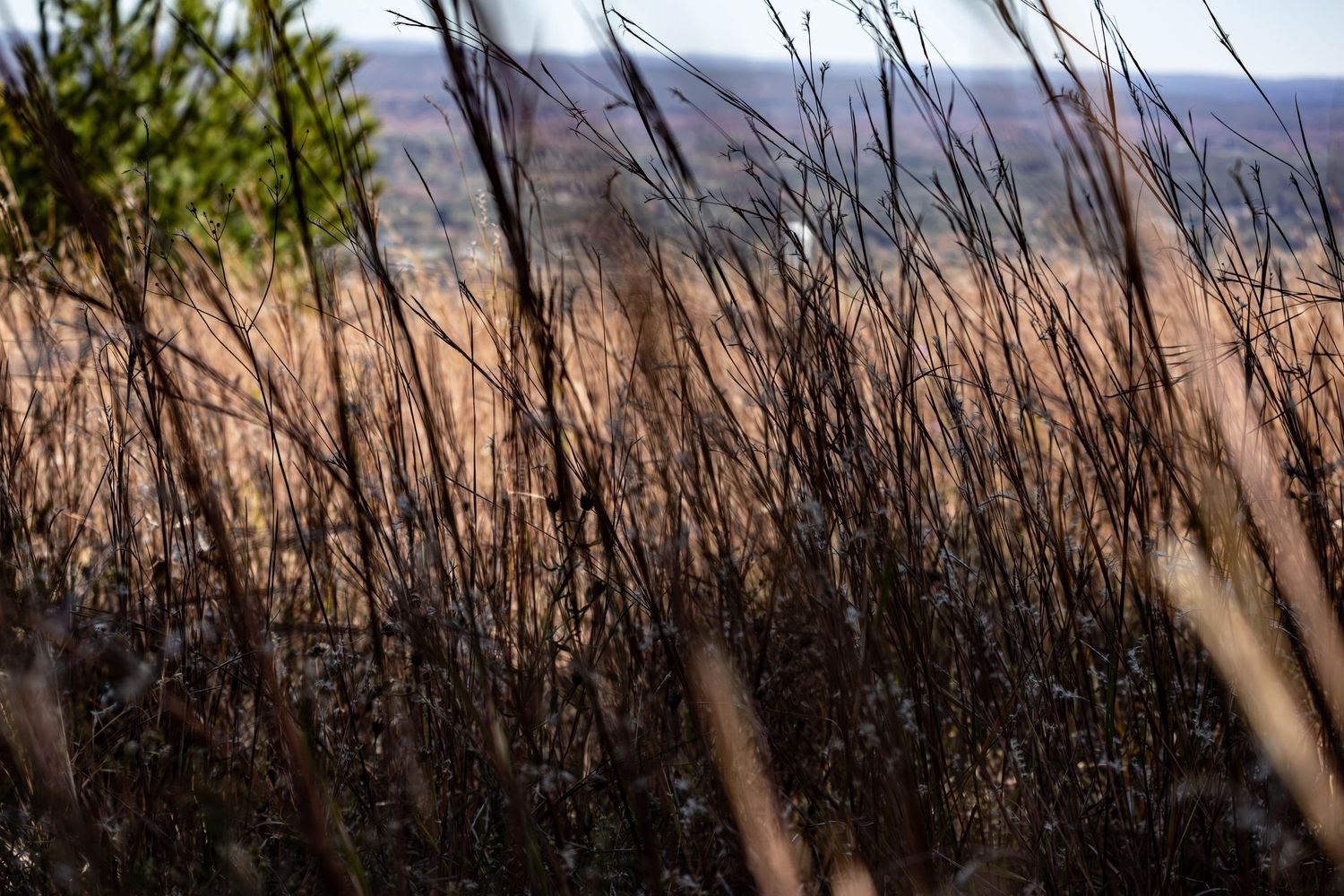 Dry golden grass stalks in the foreground with a blurred landscape and green trees visible in the background.