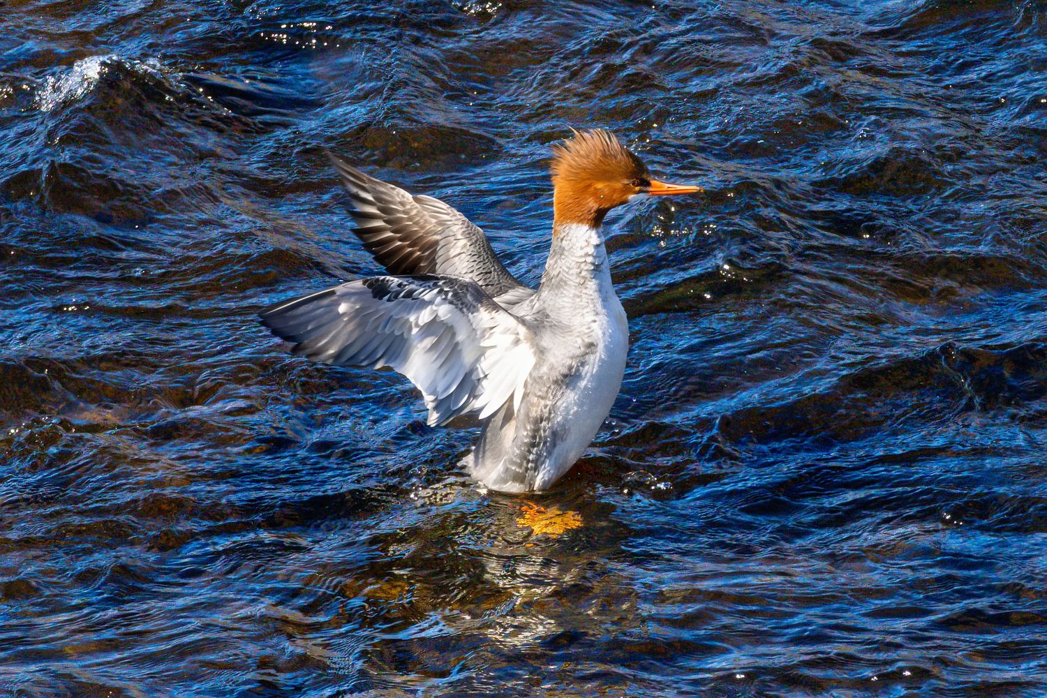 A female merganser duck spreads its wings on rippling blue water, showcasing its rust-colored head and white plumage.