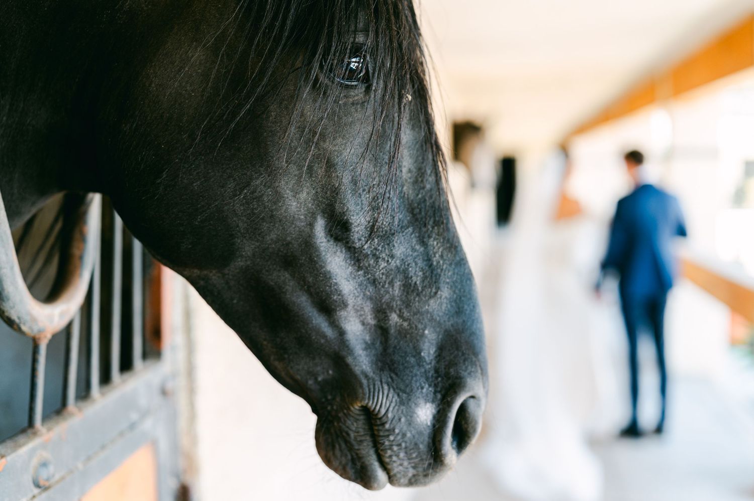 Close-up of black horse in stable with blurred bride and groom walking in background.