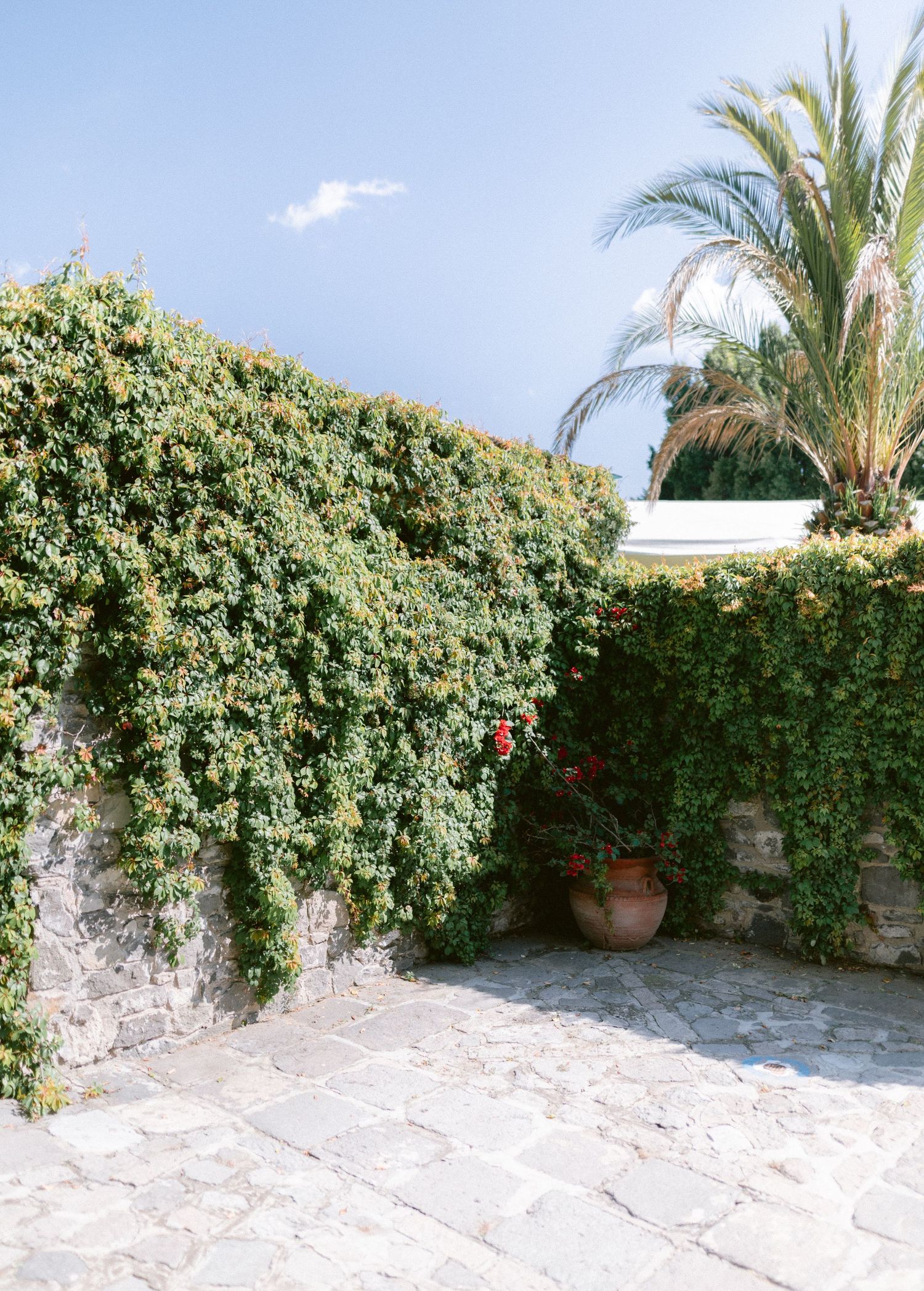 Lush ivy-covered stone wall with terracotta pot and palm tree at a scenic outdoor venue.