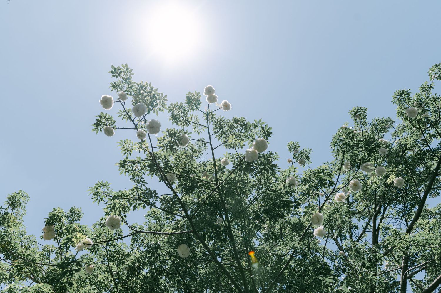 Looking up at flowering tree branches against bright sunny blue sky in garden setting.