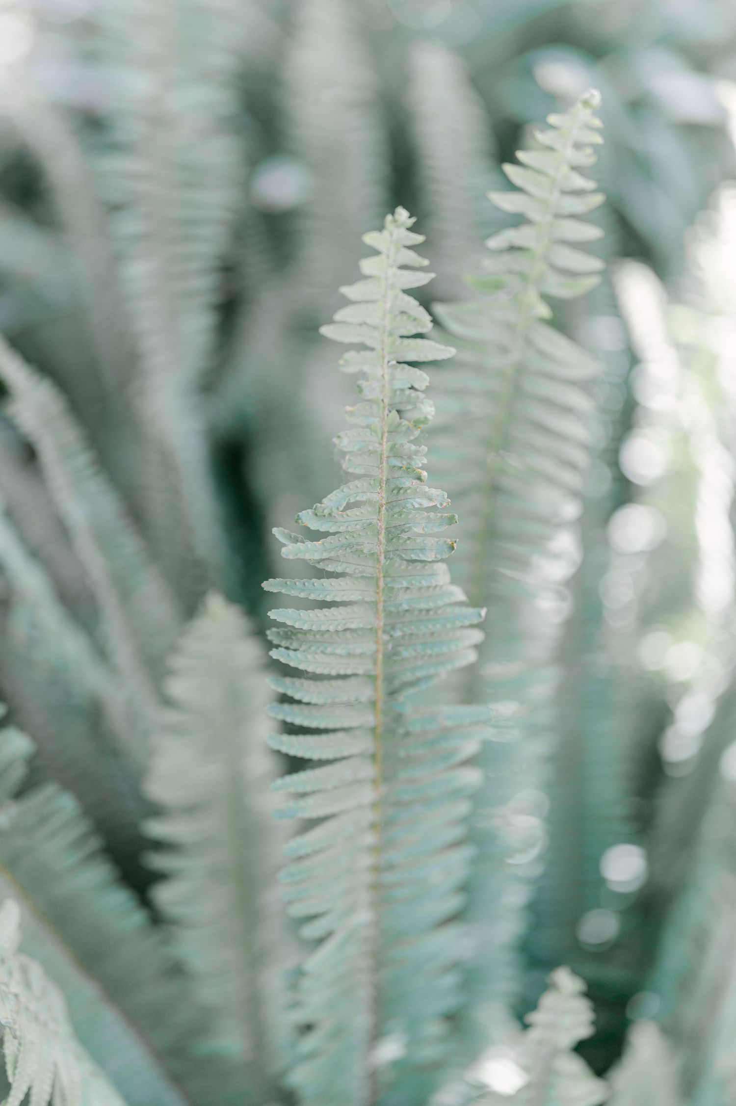 Close-up of delicate pale green fern fronds with soft bokeh background in nature.