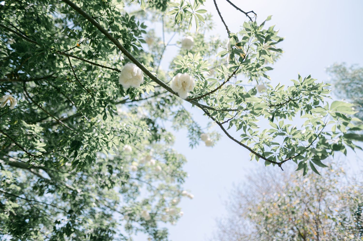Dreamy upward view of white flowering tree branches against a soft blue sky.
