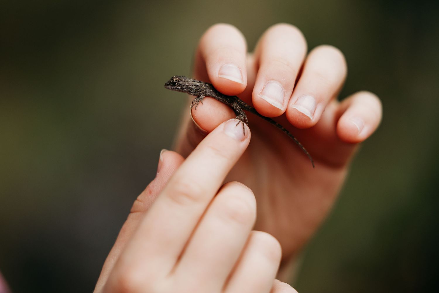 Close-up of hands gently holding a small lizard in Keller, TX