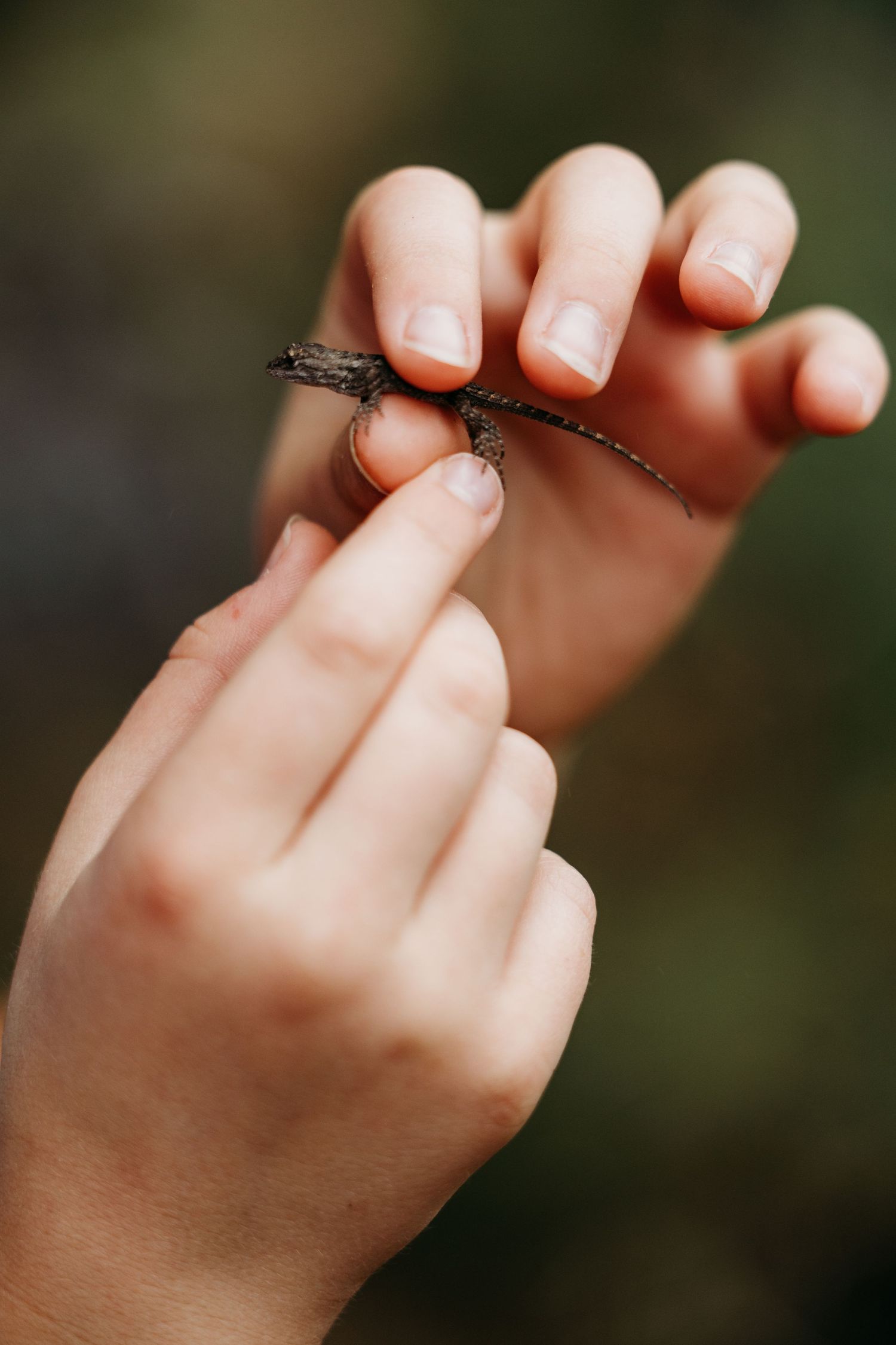 Close-up macro shot of hands carefully holding a tiny insect in Keller, TX