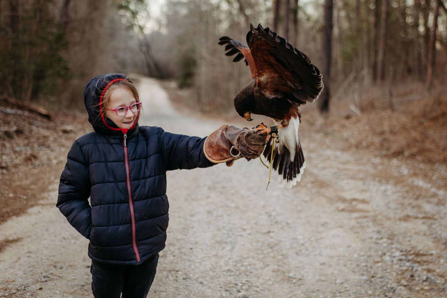 A series of action shots showing a trained hawk landing on an extended arm while walking down a forest path.