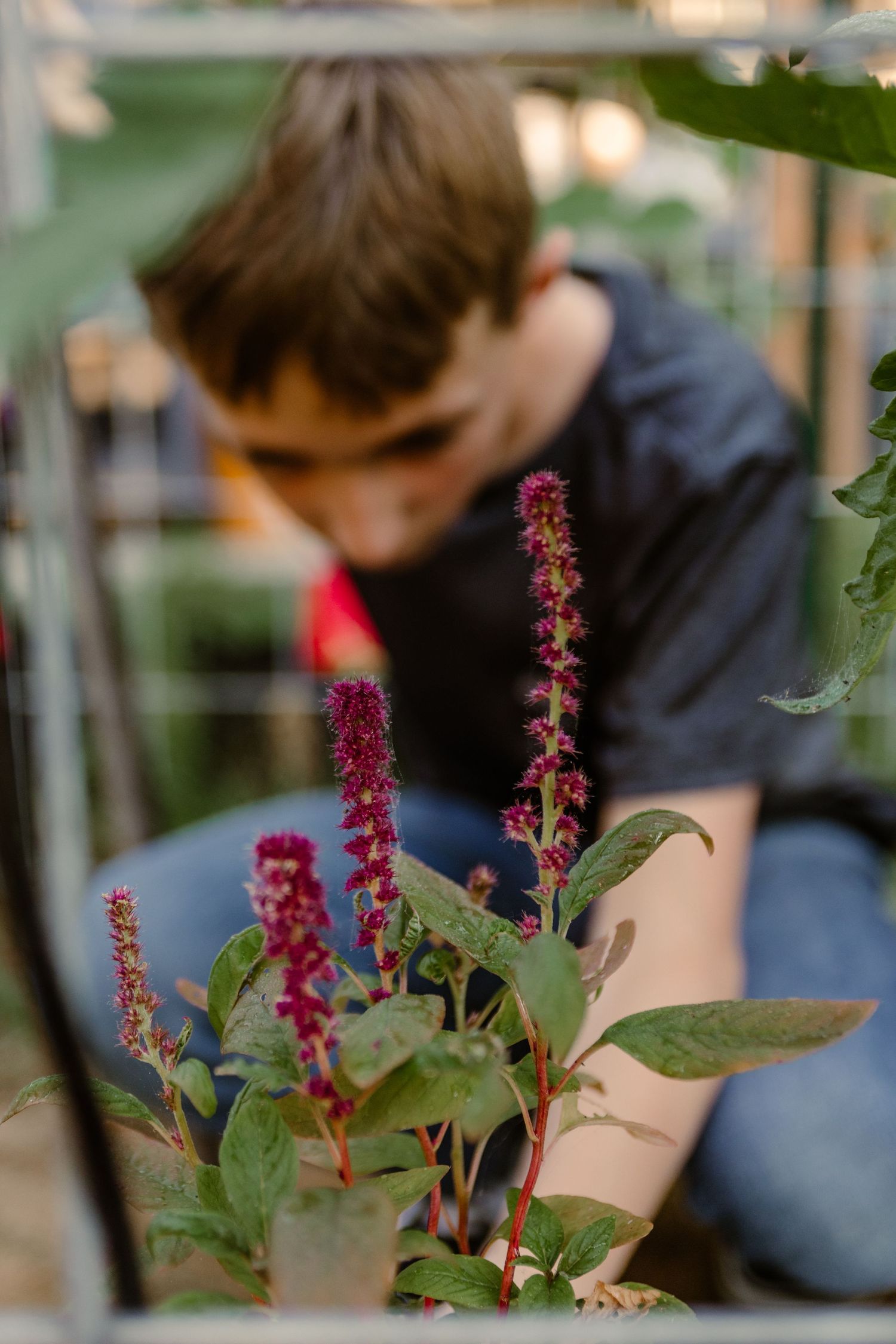 Bright pink astilbe flowers bloom in a garden with blurred background showing someone tending to plants.