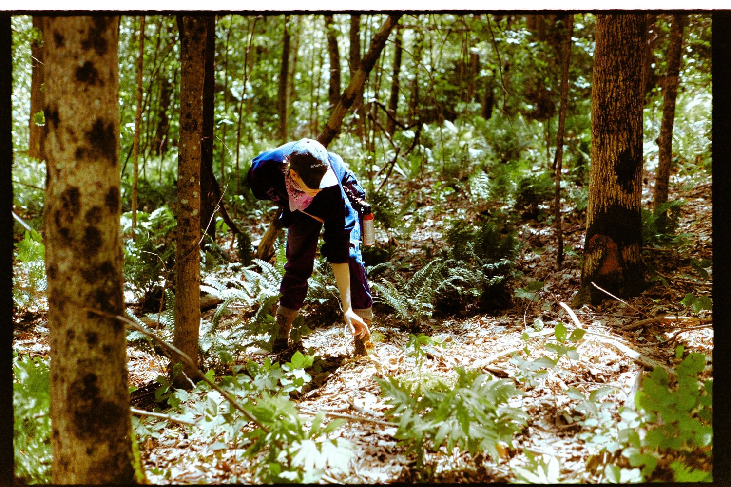 A white person is bending over in a forest wearing long sleeves and pants and a grey hat. They are foraging a morel mushroom.