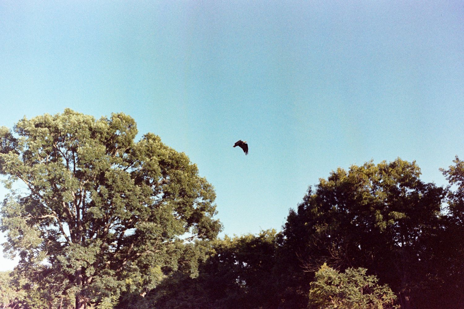A film photo of a bald eagle flying overhead. It is centered in the image between green trees, against a teal blue sky.