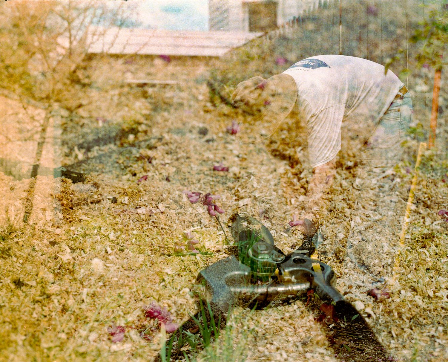 A colorful film photo from Vermont. It's a double exposure of pruning shears, and redbud flowers and a man in a sun hat doing garden chores.