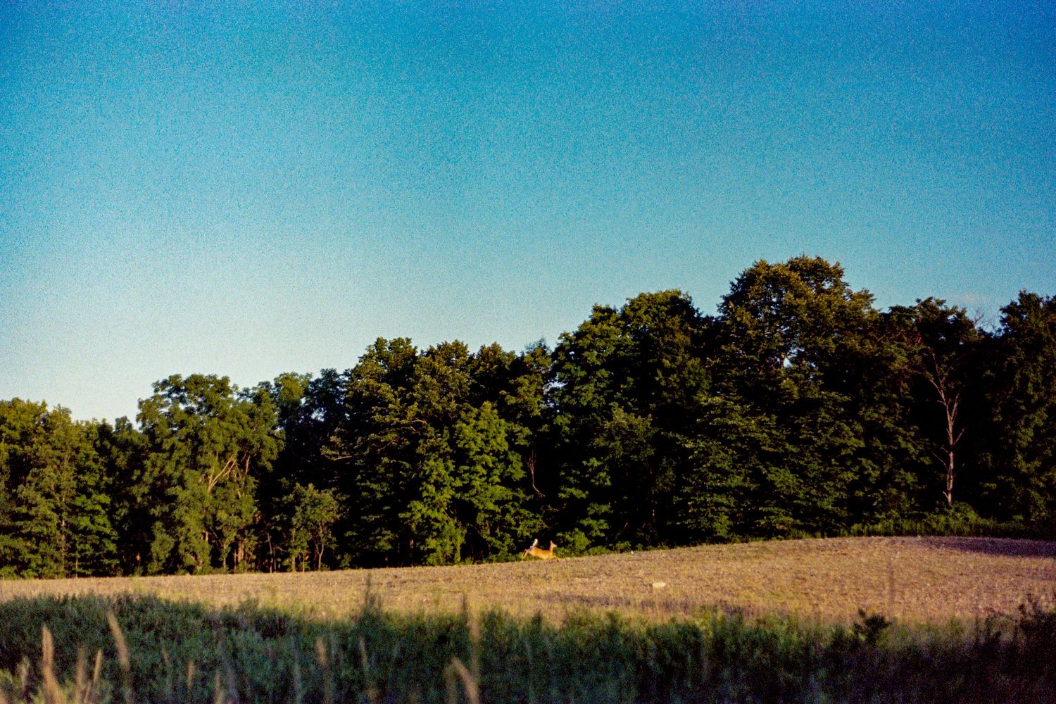 A film photo of a Vermont field with a young deer jumping in the center of frame. The sky is bright blue with green trees and bushes around.