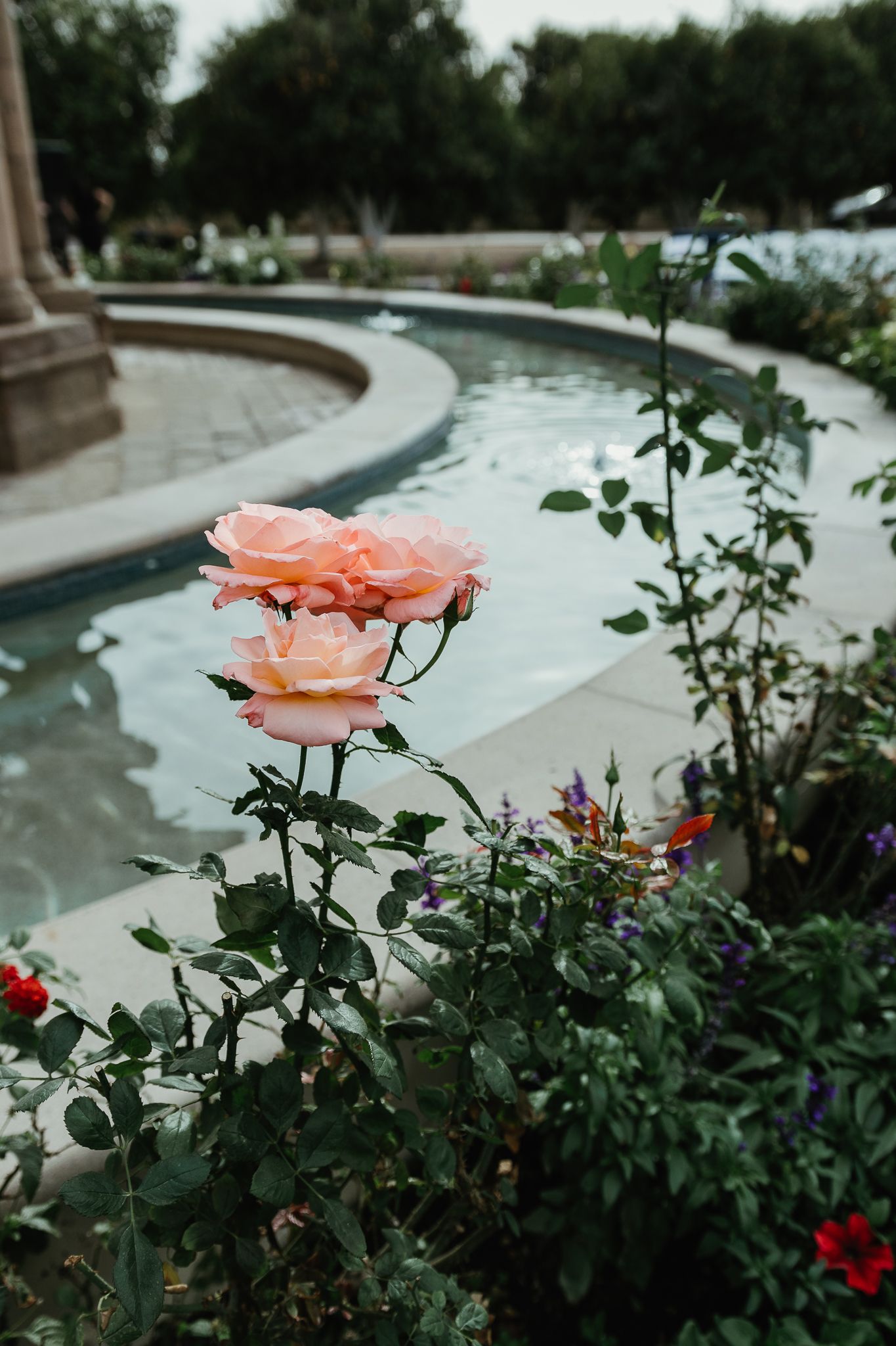 Two soft pink roses blooming beside a serene garden fountain with lush greenery backdrop.