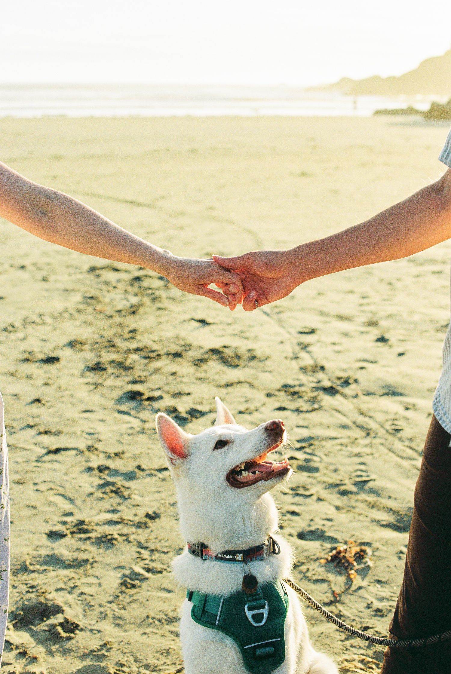 White Husky dog in green harness looking up at couple holding hands above it on a sunny beach.