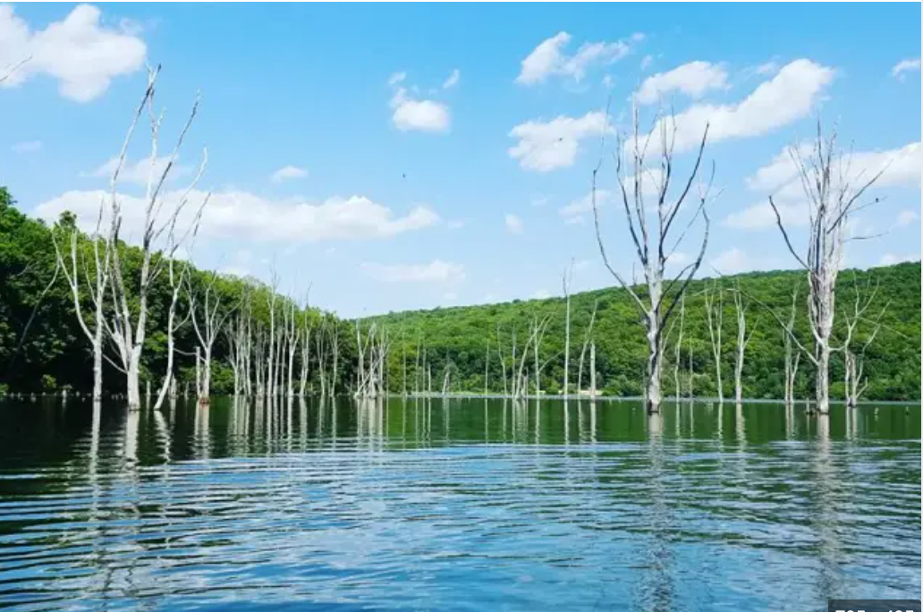 Dead trees standing in a calm reflective lake surrounded by lush green forest under a bright blue sky.