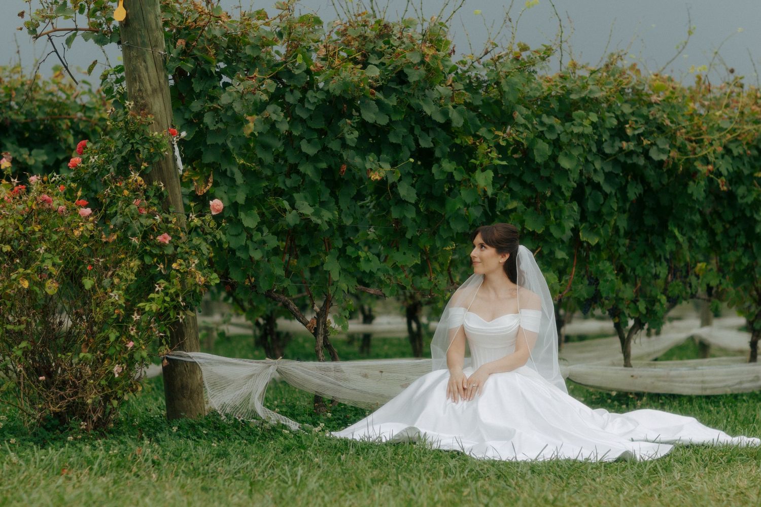 Bride in white gown and veil sitting gracefully on grass beside lush green vineyard on her wedding day.
