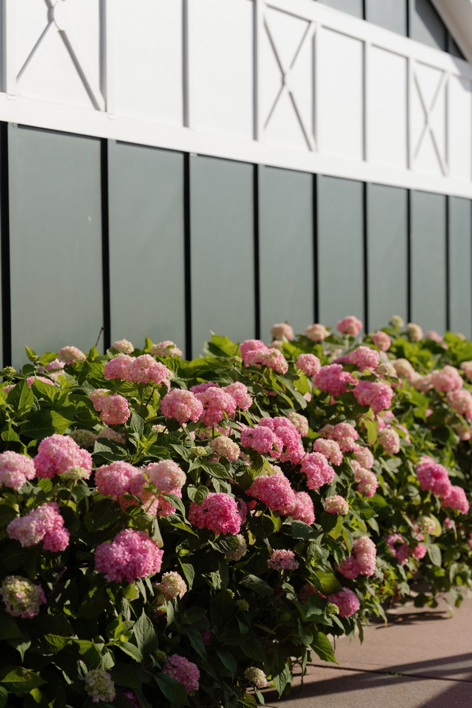 Lush pink hydrangea bushes blooming in front of a white and dark green paneled building facade.