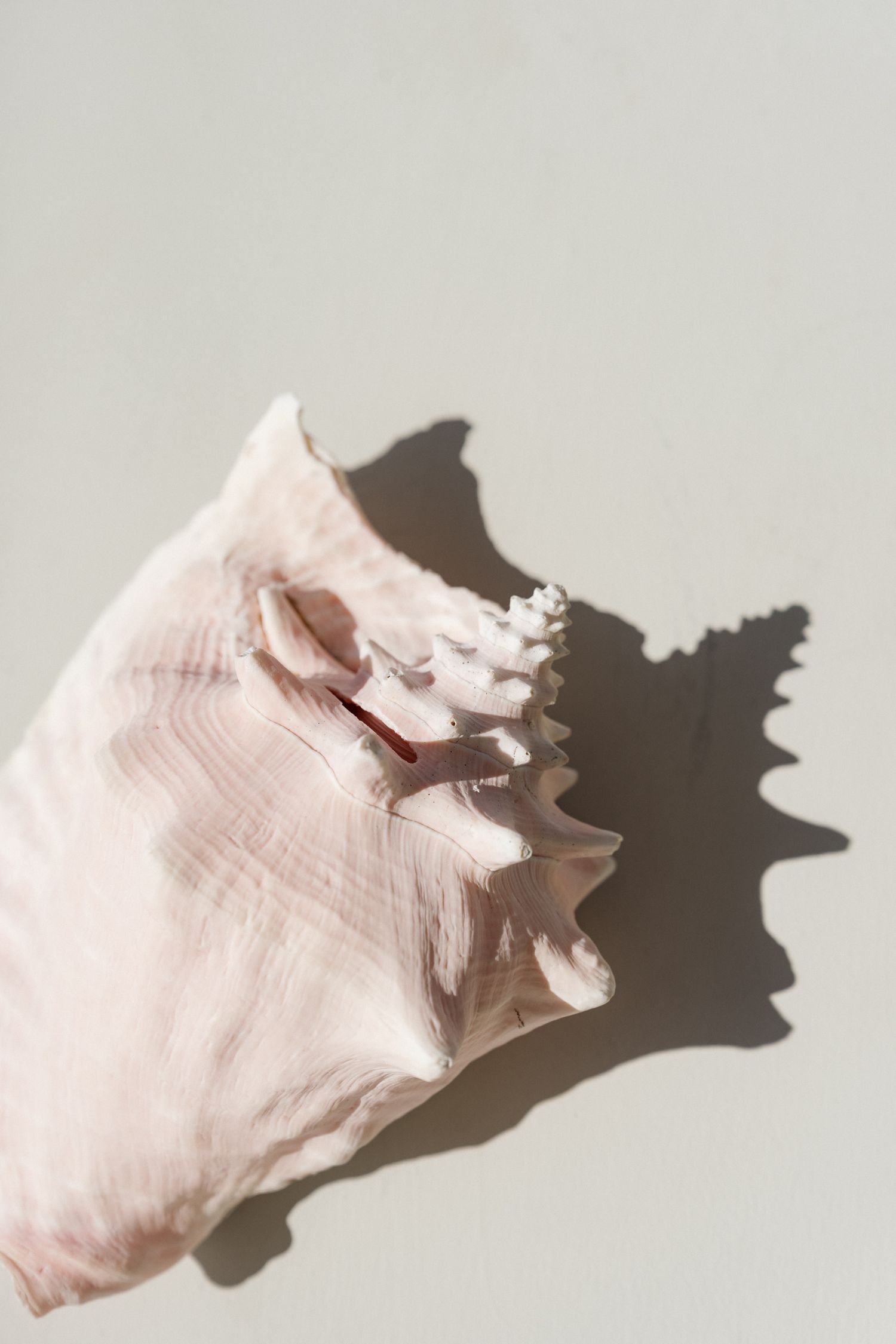 A close-up view of a pink seashell with intricate patterns and textures.