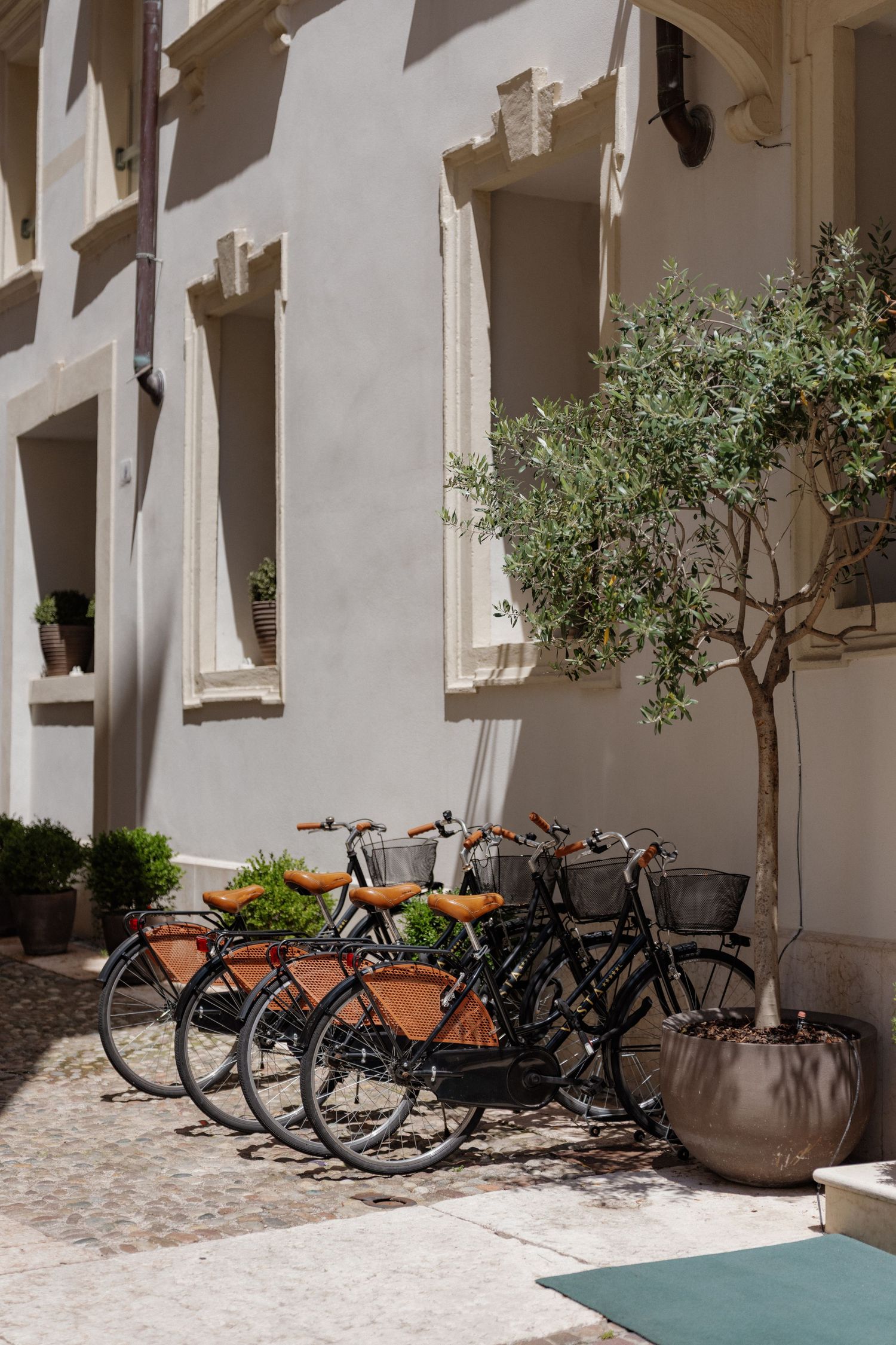 Row of black bicycles with brown leather seats parked against a beige building beside a potted olive tree on a sunny day.