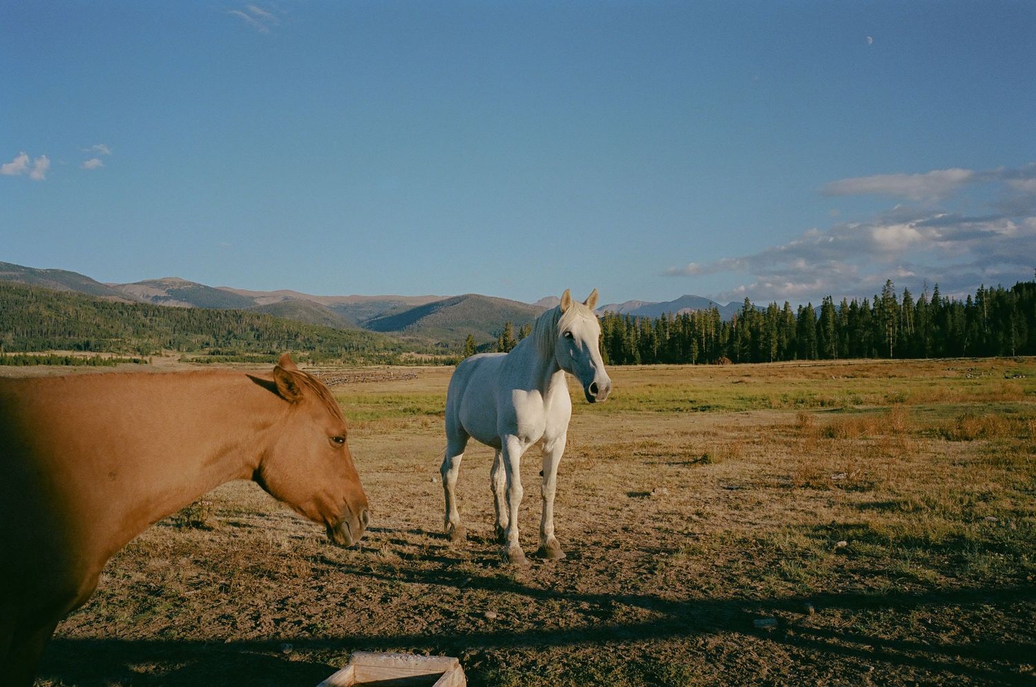 Horses grazing in a vast mountain meadow under blue skies.