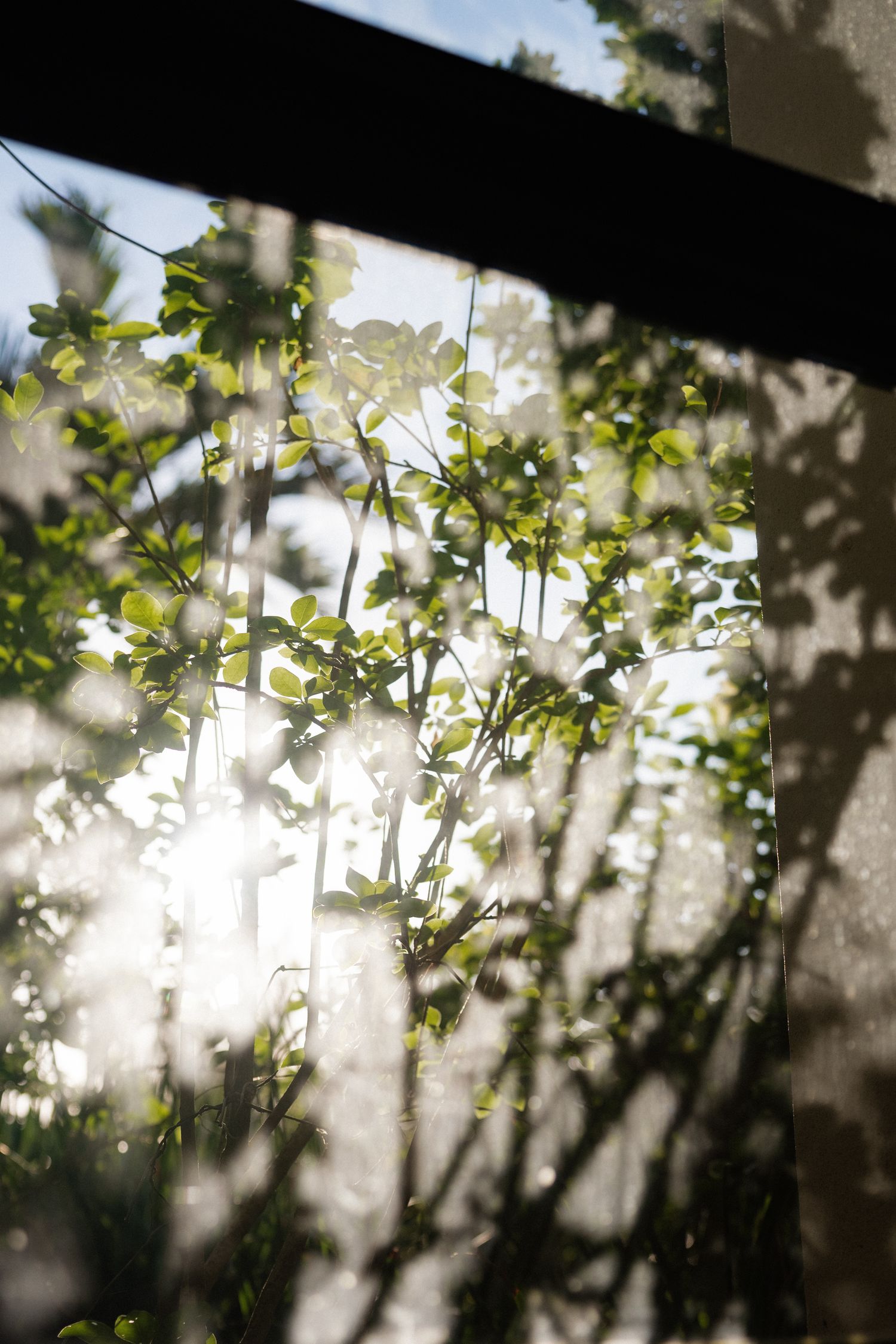 Close-up of green leaves and branches with a blurred background.