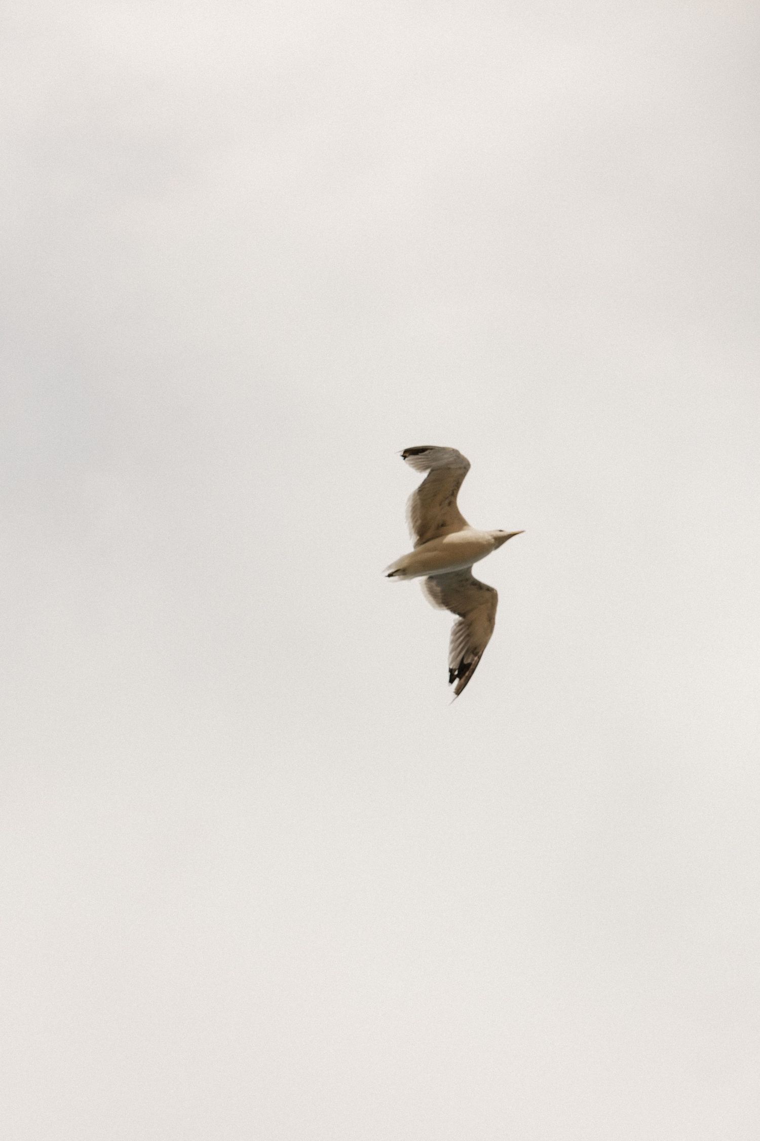Seagull soaring against cloudy sky in graceful flight.