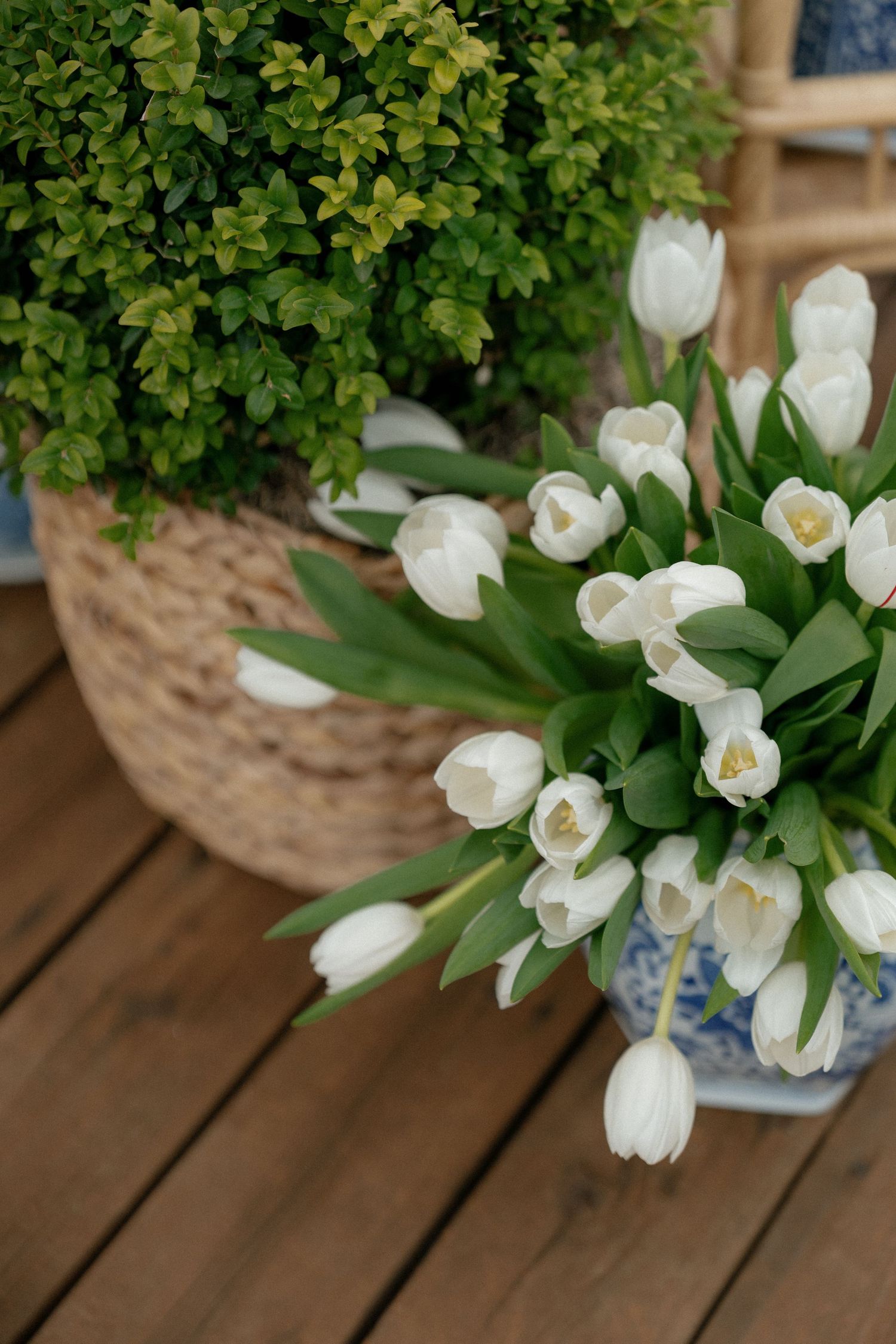 White tulips and greenery arranged in a woven basket on wooden deck.