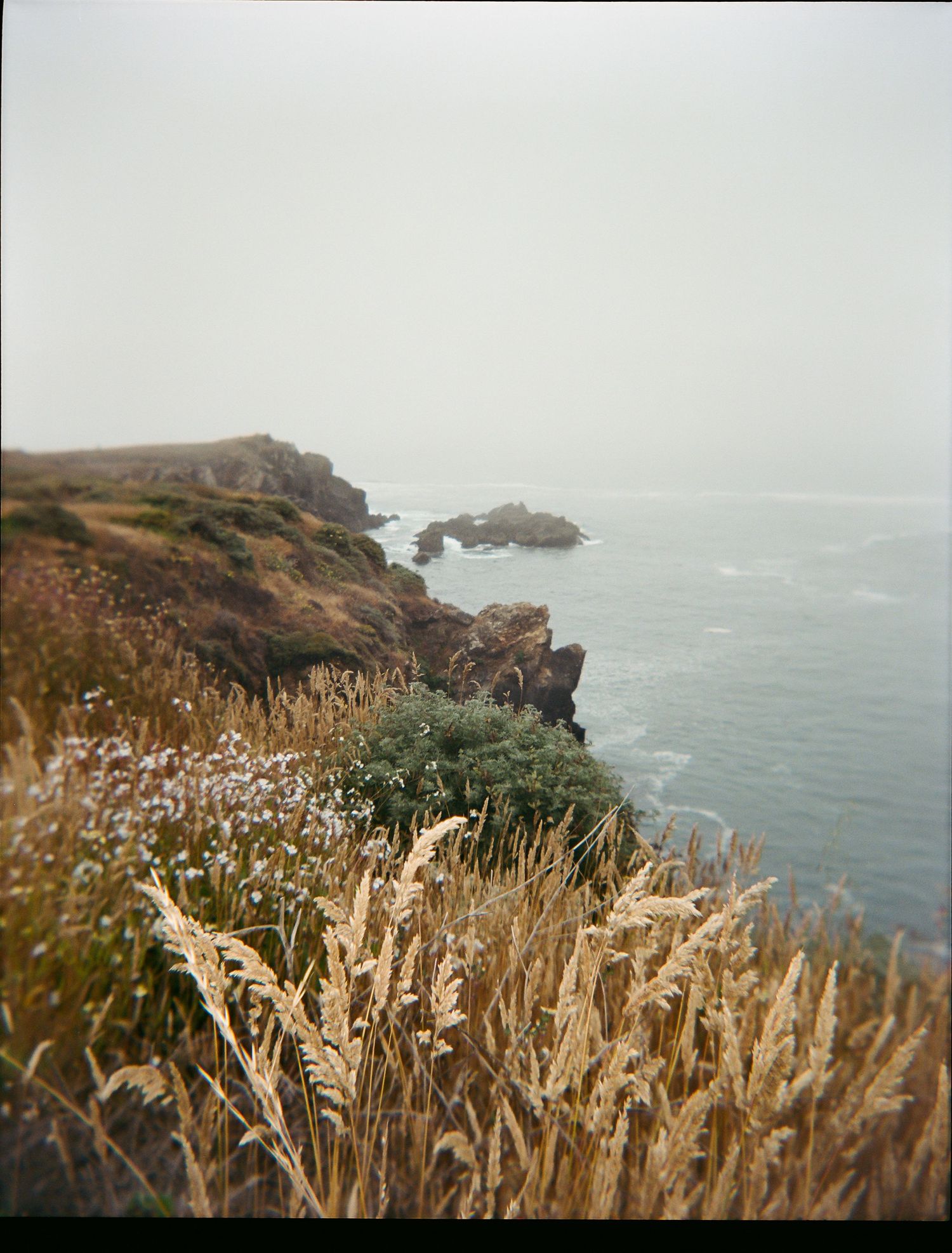 Coastal landscape with dried grass and rocky cliffs overlooking a misty ocean.
