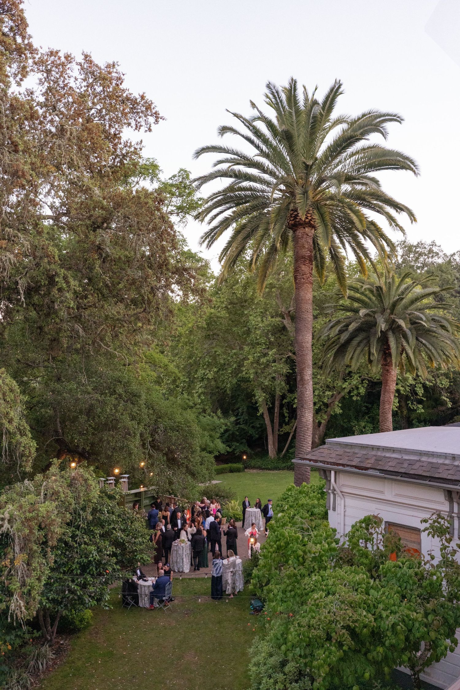 Outdoor garden party with guests gathered among tall palm trees and lush greenery at dusk.