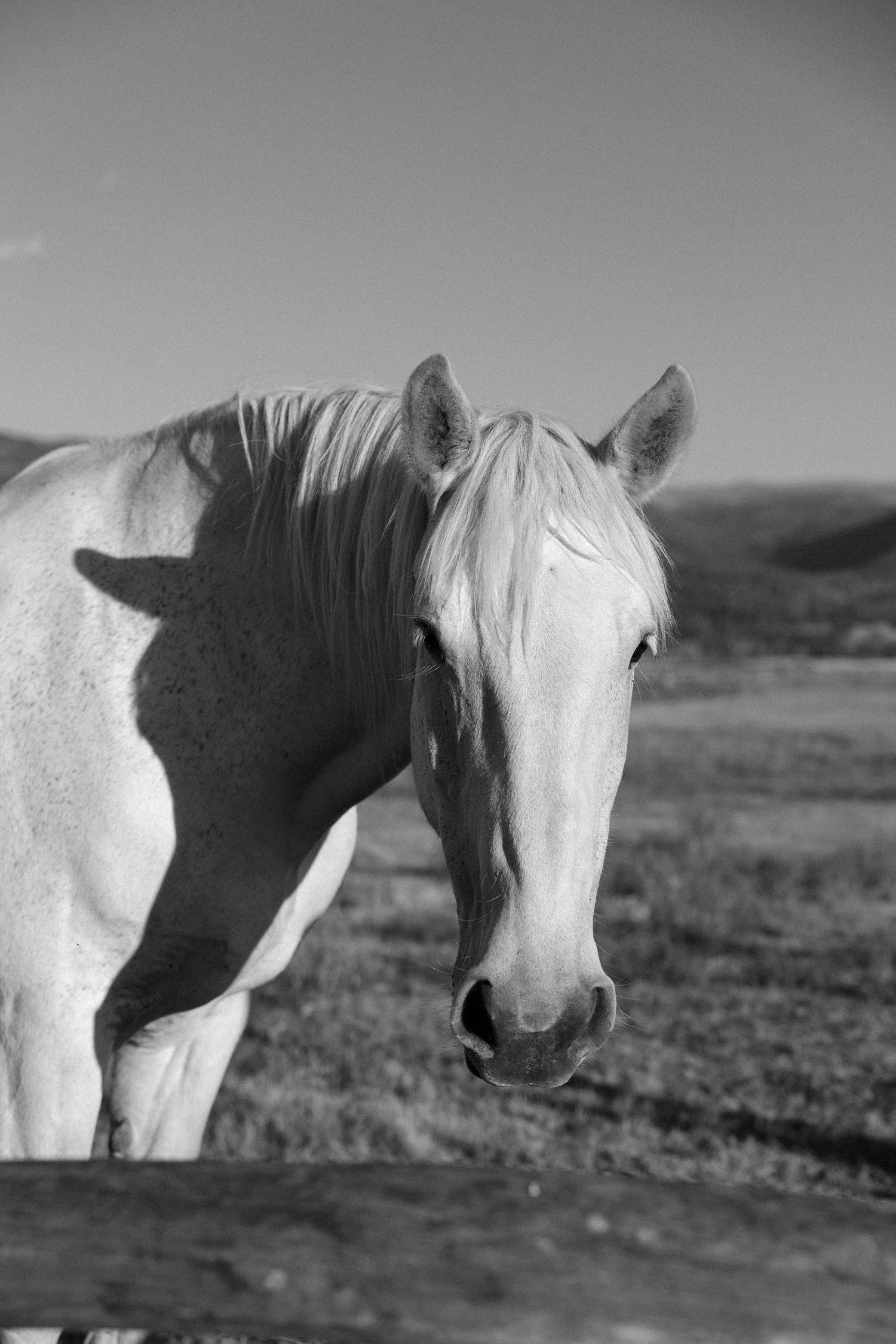 Black and white portrait series of a white horse's face and profile in natural lighting.