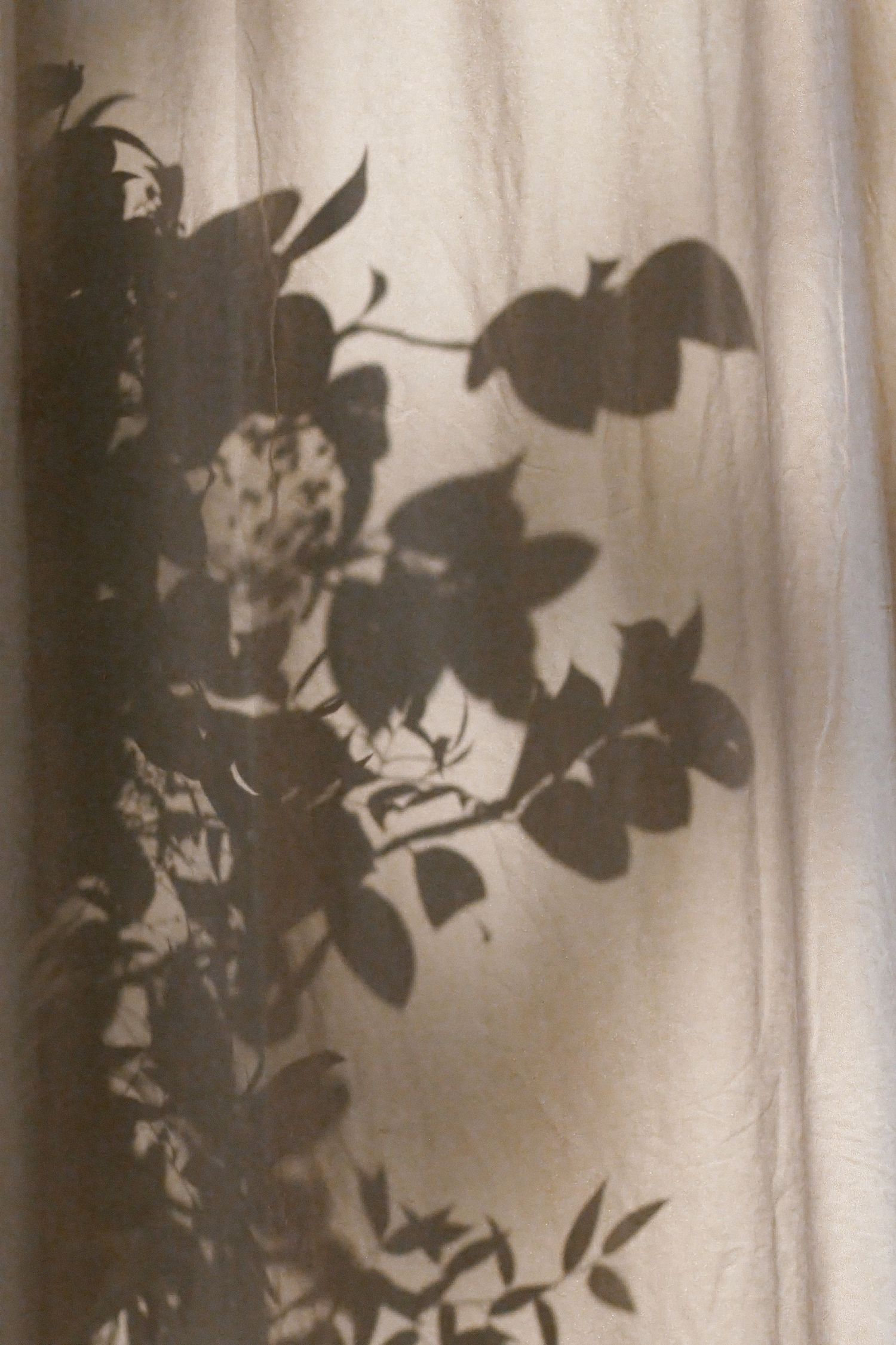 Silhouettes of leaves and flowers cast on a curtain or sheer fabric.