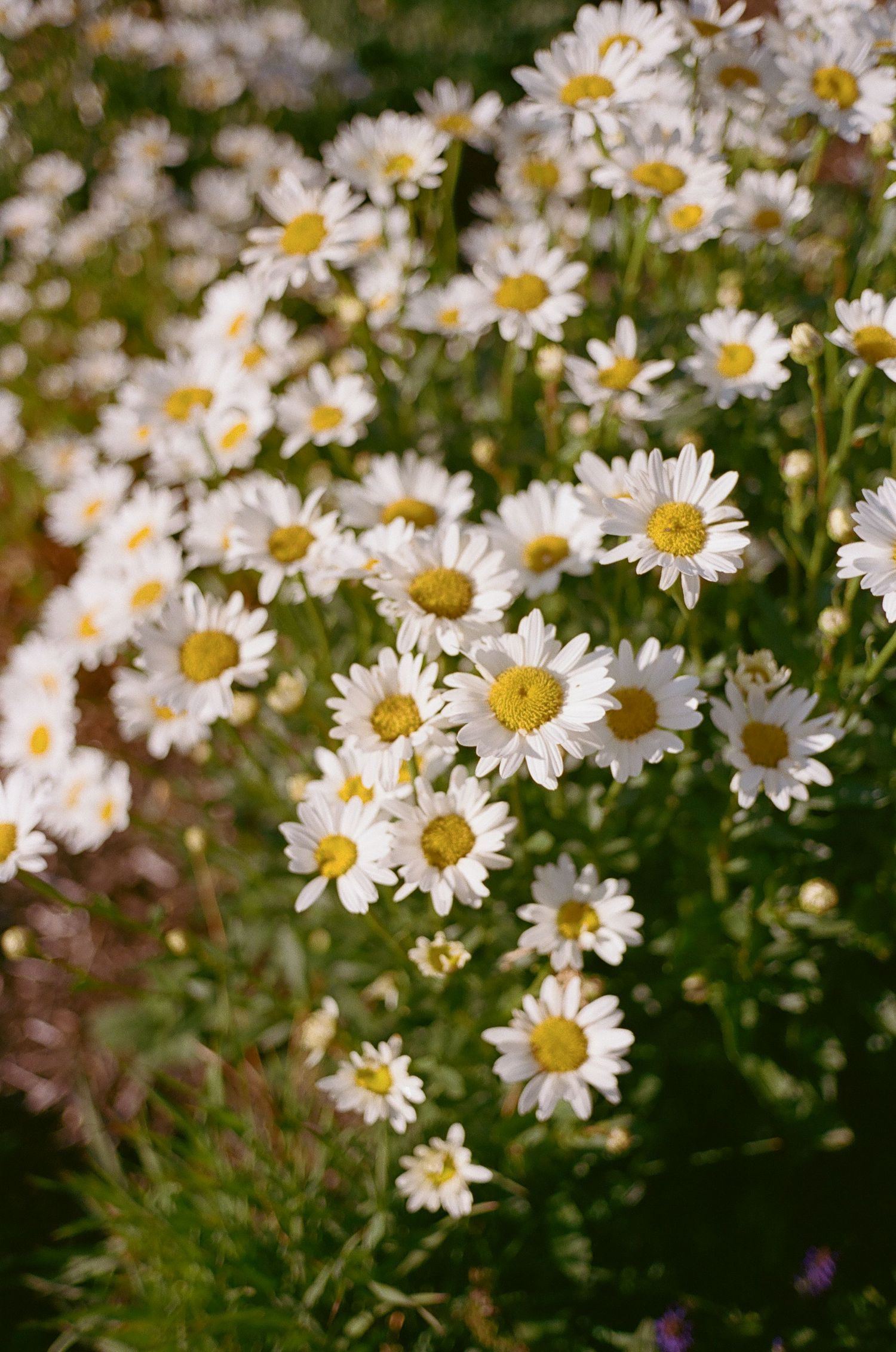 Close-up of white daisies with yellow centers blooming in a garden.