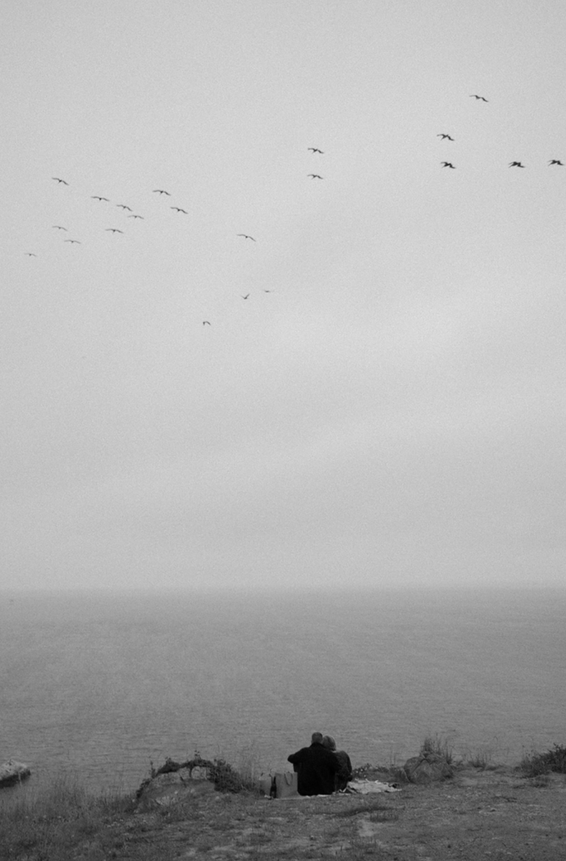 Birds flying over a misty coastal landscape with distant cliffs and ocean.