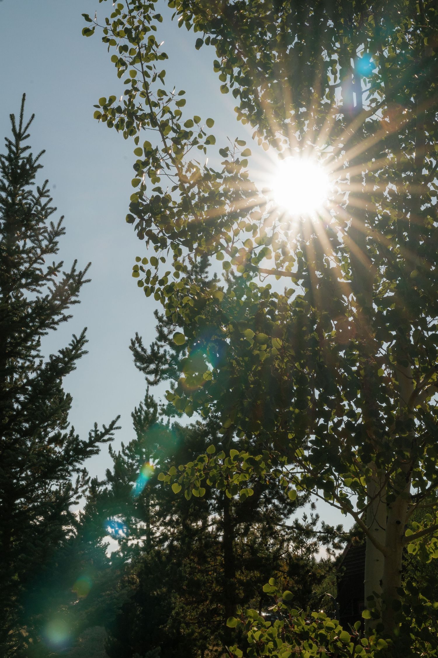 Sunburst through tree branches creates dramatic lens flare against blue sky.