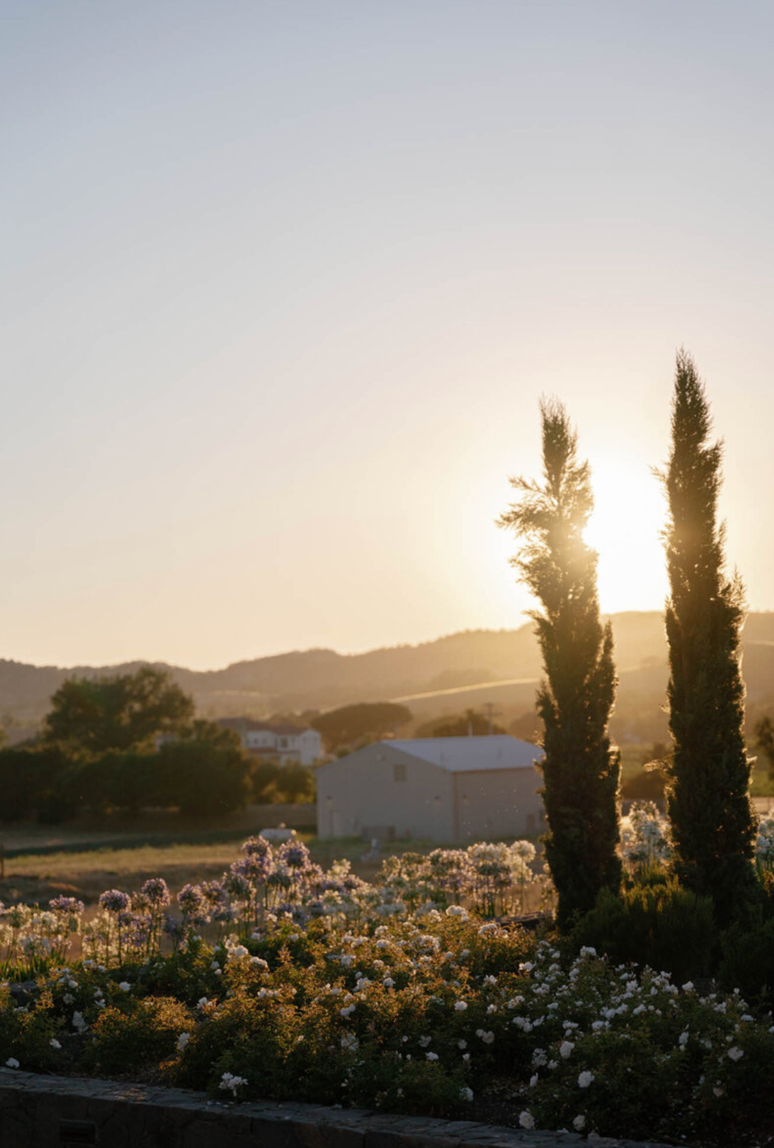 Golden sunset over a garden with cypress trees and blooming flowers.