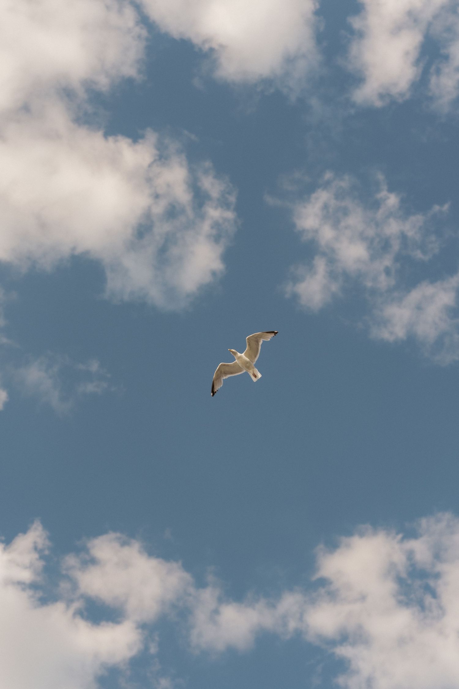A seagull soaring gracefully through a blue sky with fluffy white clouds on a sunny day.
