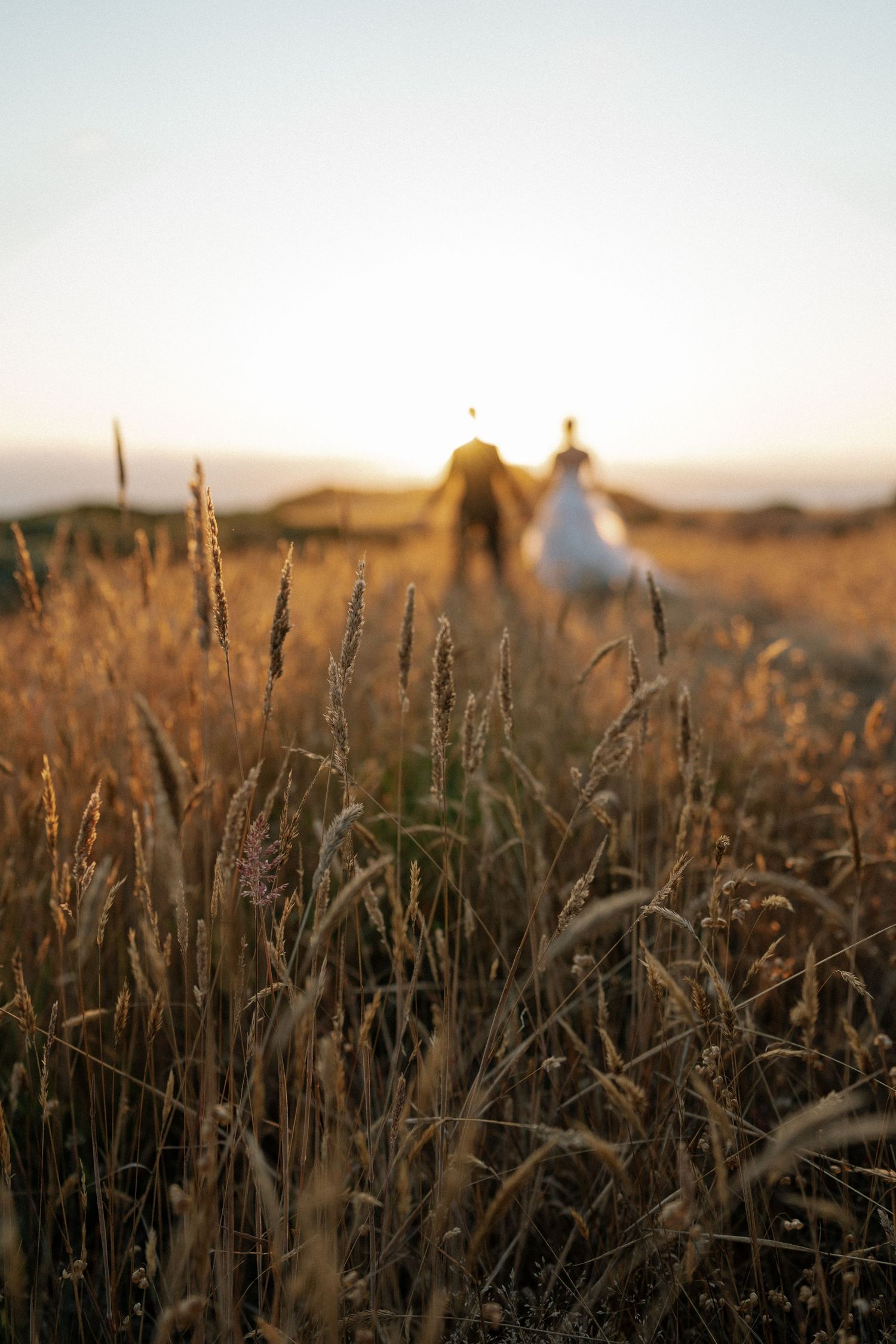 Wheat stalks in golden light with wedding couple silhouetted in background.