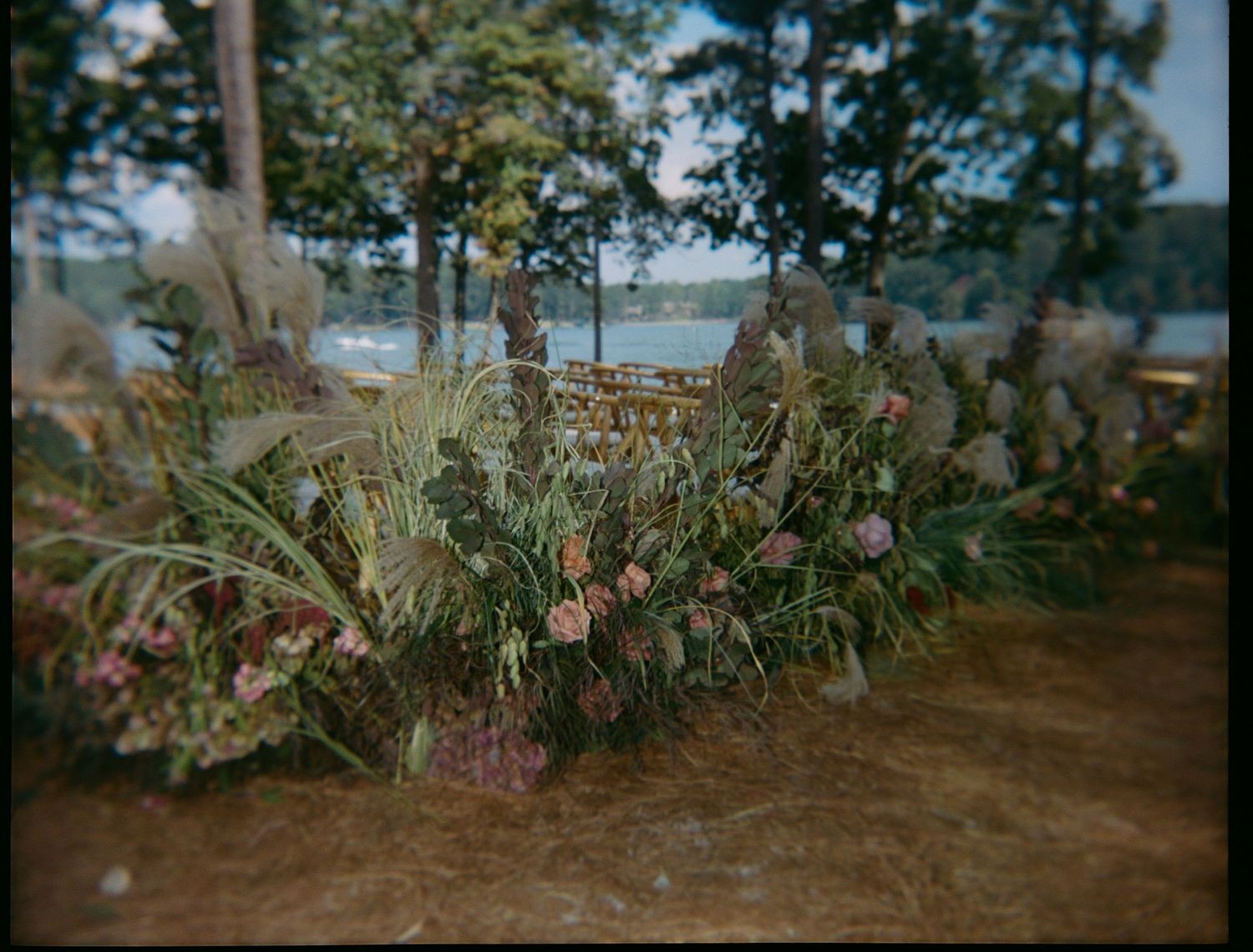 Natural lakeside landscape with tall pine trees and flowering plants.